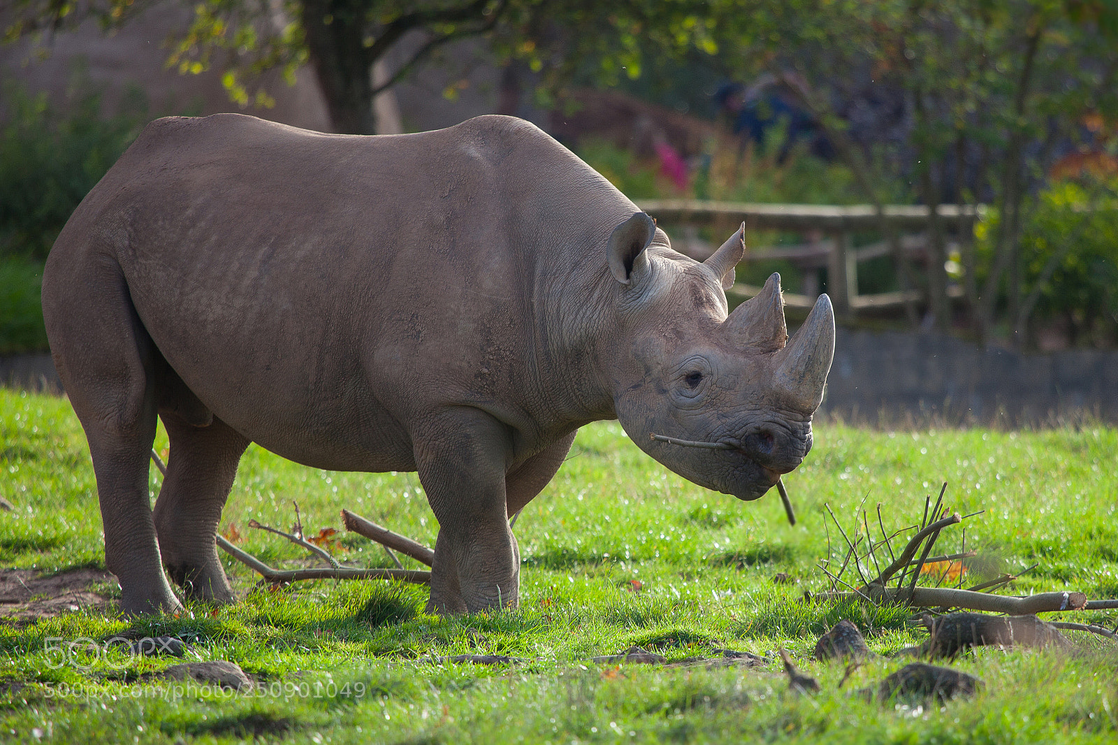 Canon EOS 5D Mark II sample photo. Rhino photography