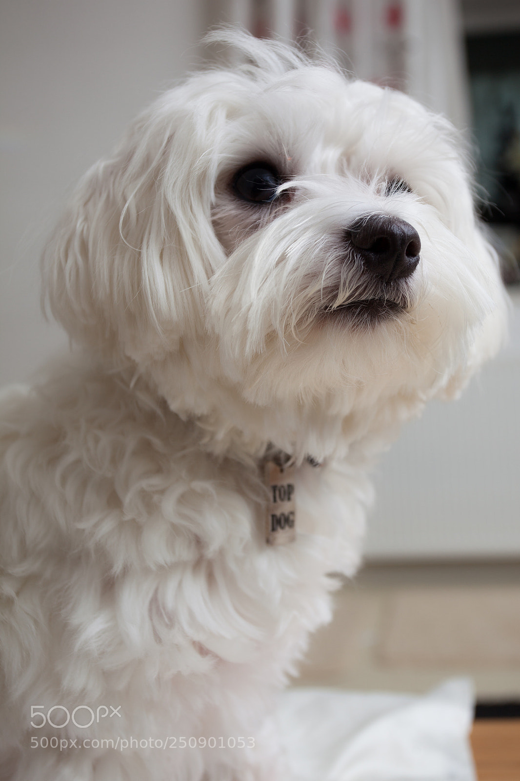 Canon EOS 5D Mark II sample photo. Maltese photography
