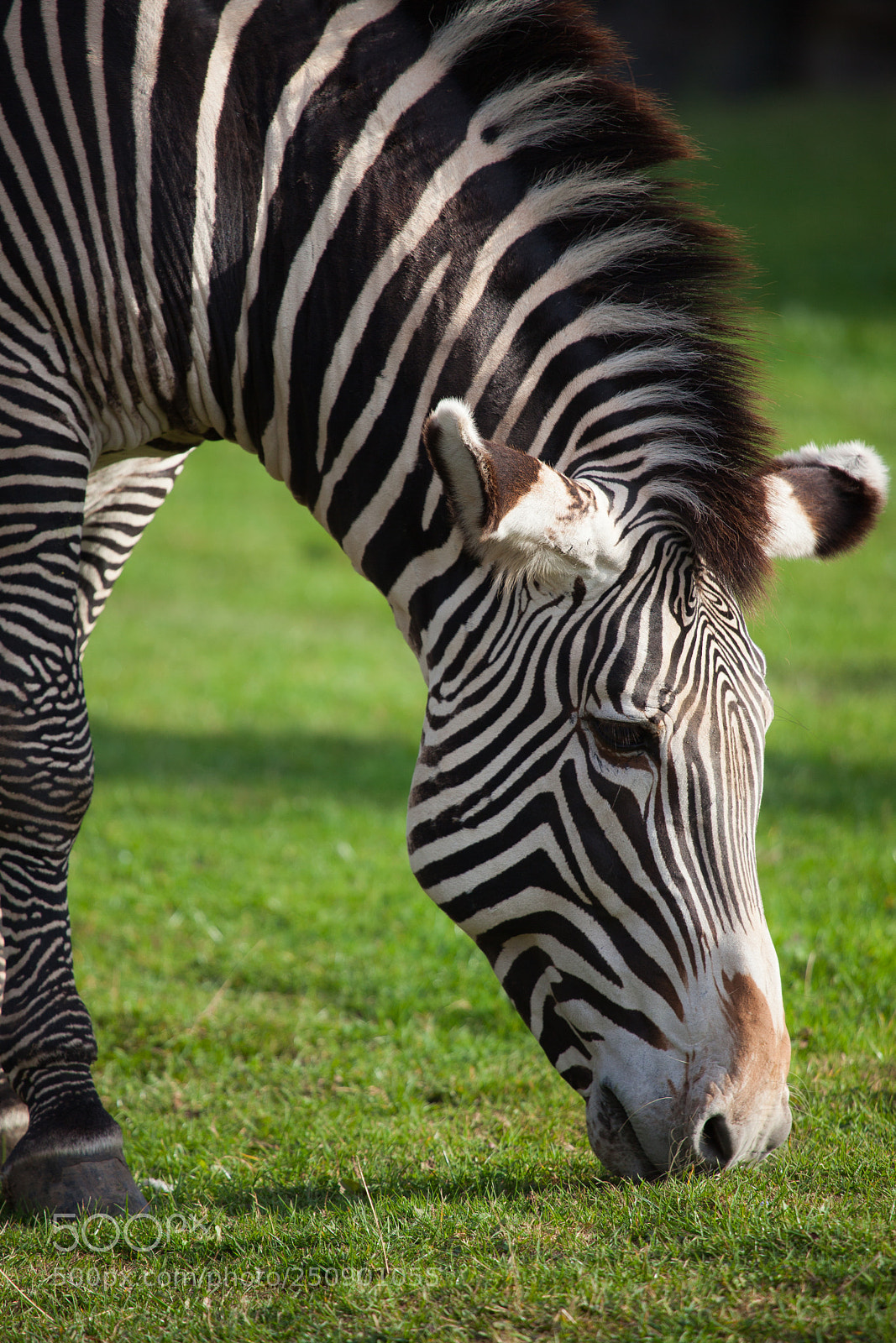 Canon EOS 5D Mark II sample photo. Zebra photography