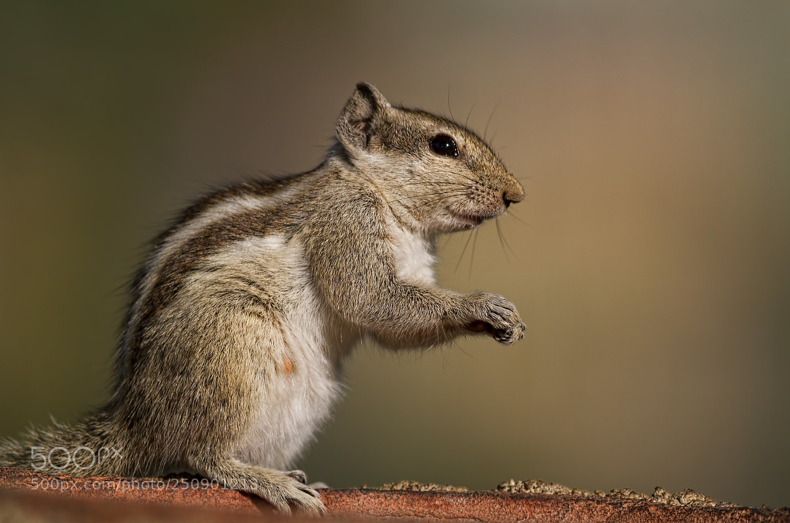 Canon EOS 7D sample photo. Indian palm squirrel.... photography