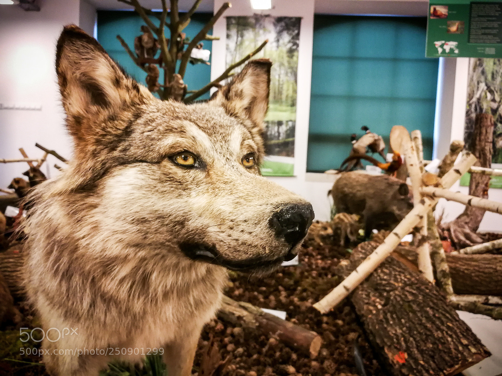 HUAWEI P10 sample photo. Wolf 26.3.2018 photography