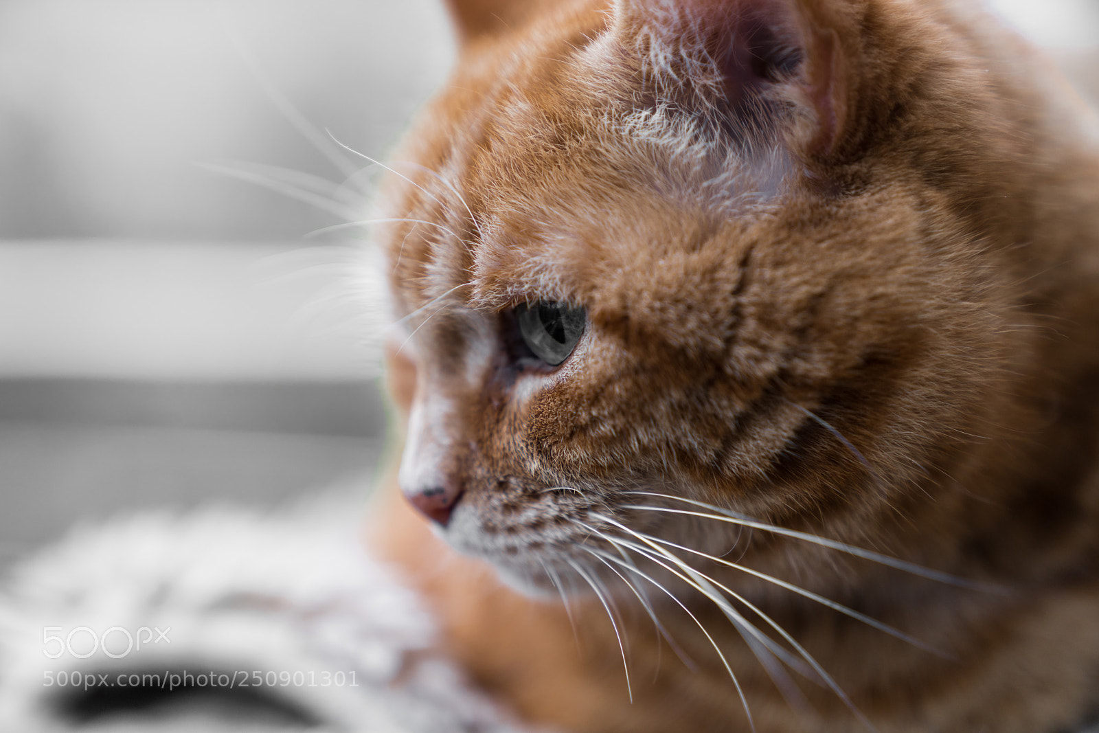 Sony a7R II sample photo. The look photography