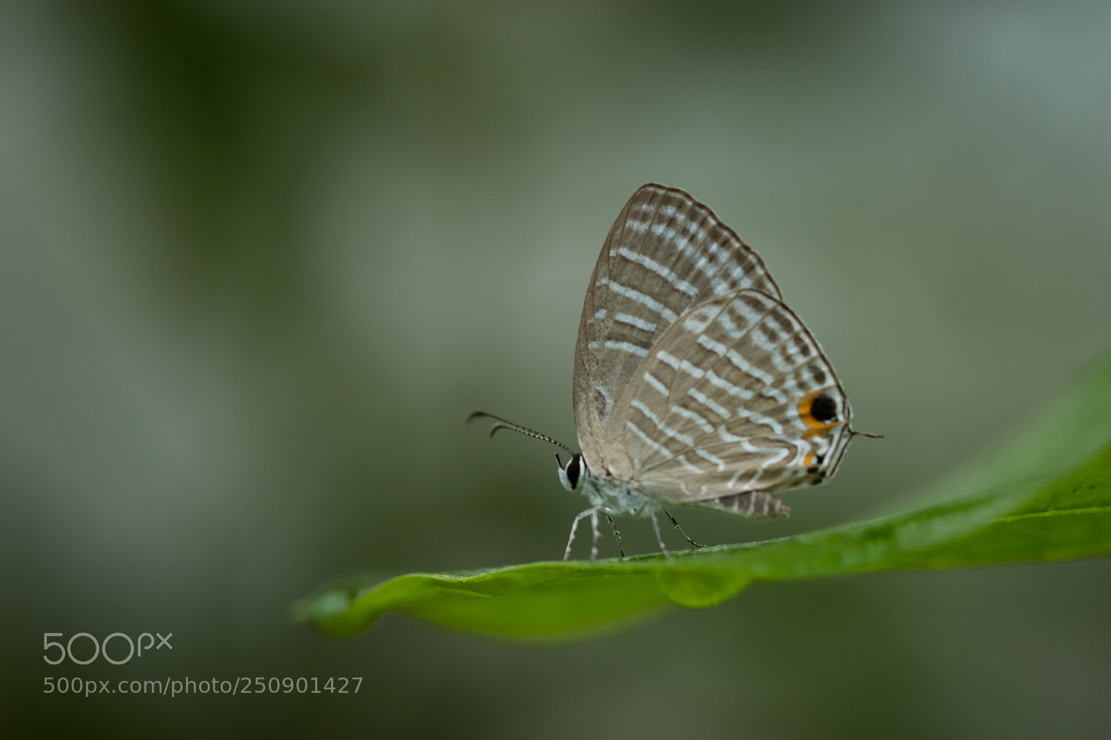 Canon EOS 7D Mark II sample photo. Winged beauty photography