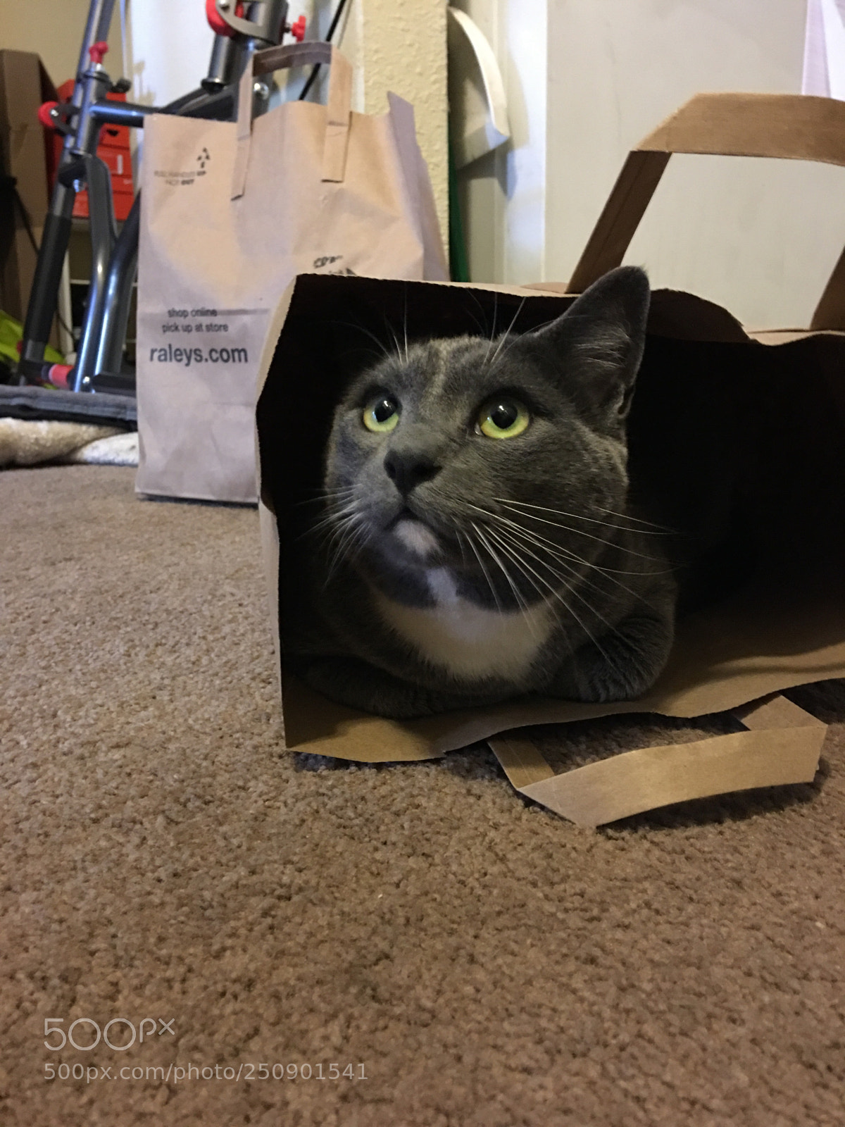 Apple iPhone 6s Plus sample photo. Boots looking for treats photography