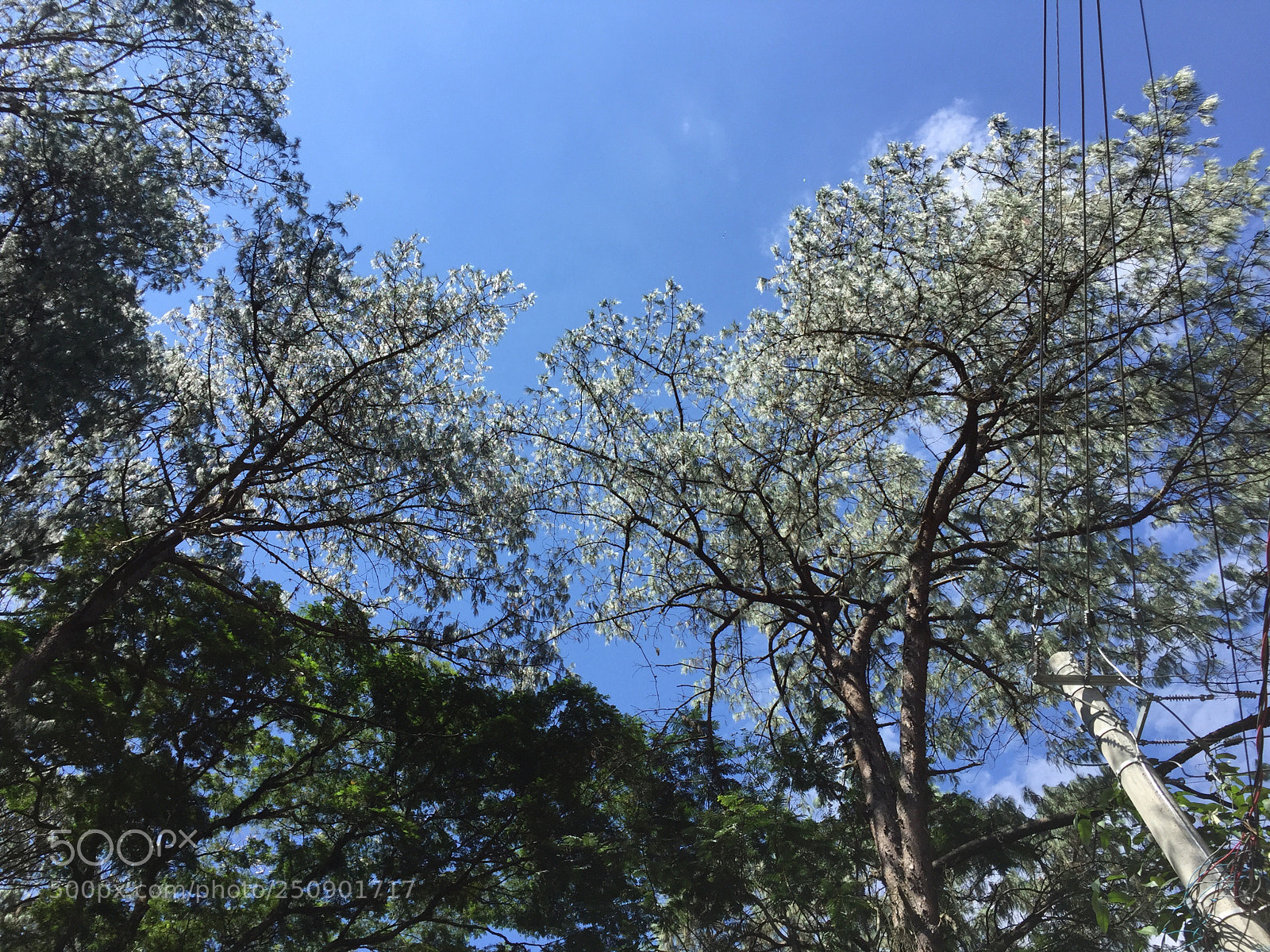Apple iPhone 6 sample photo. Untitled photography