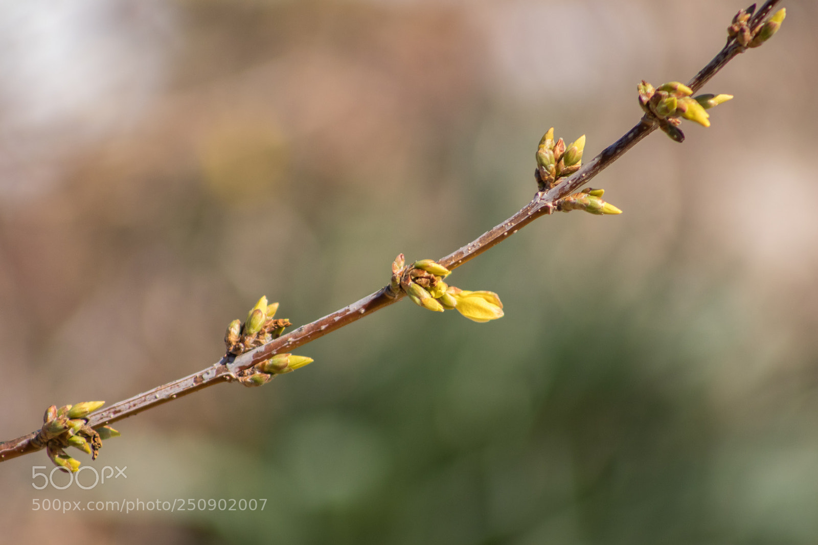 Canon EOS 77D (EOS 9000D / EOS 770D) sample photo. Spring 2018 photography