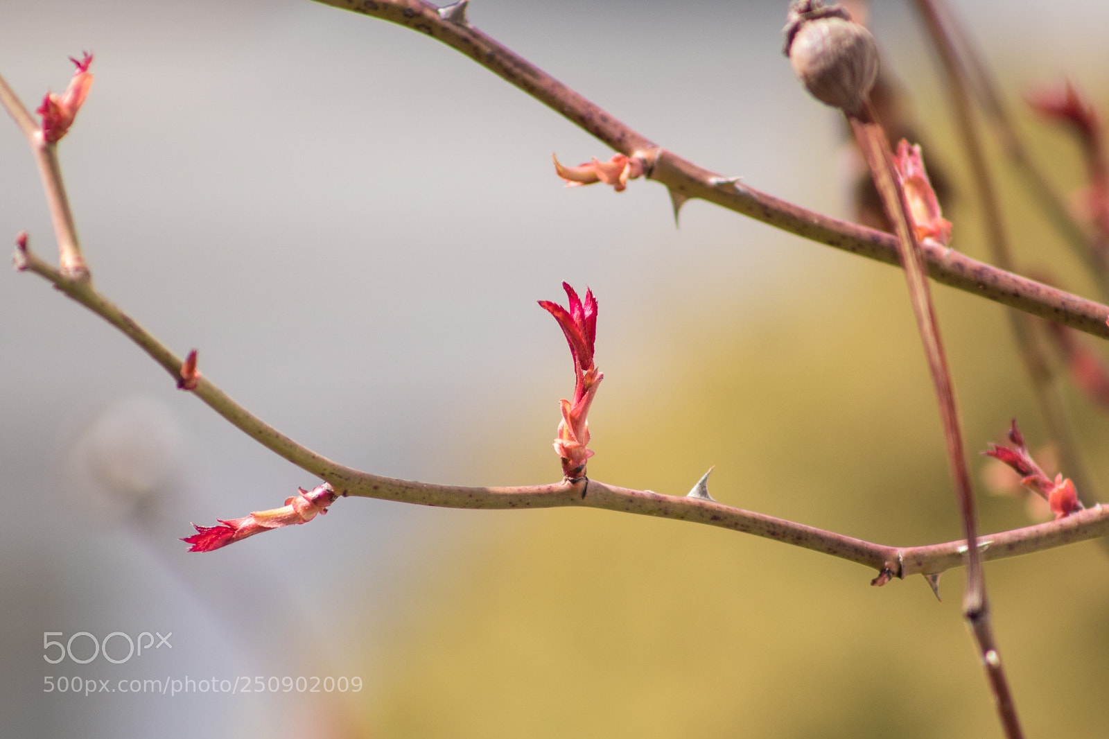 Canon EOS 77D (EOS 9000D / EOS 770D) sample photo. Spring 2018 photography
