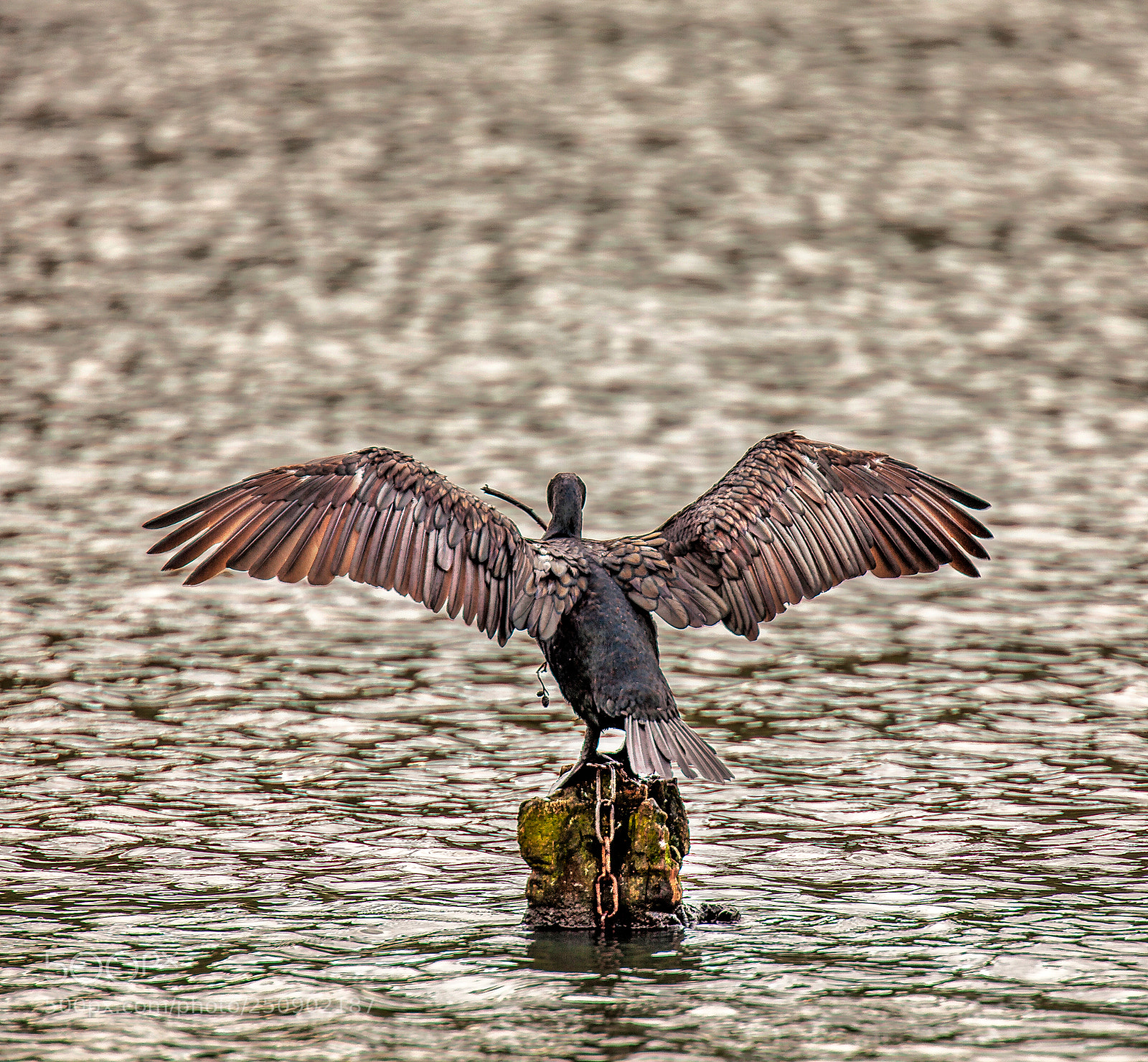 Canon EOS 5D Mark II sample photo. Beautiful wingspan photography