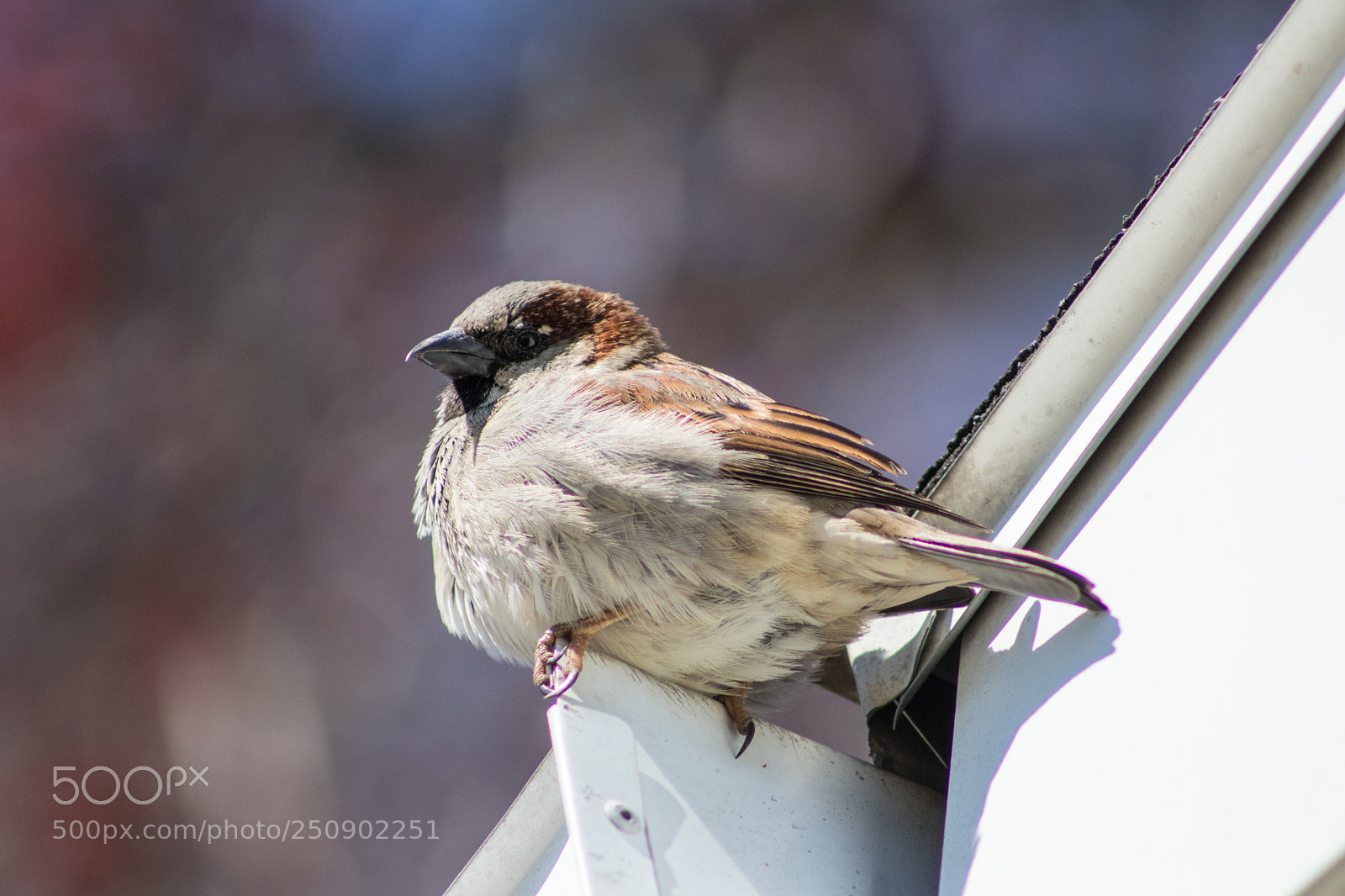 Canon EOS 77D (EOS 9000D / EOS 770D) sample photo. Spring 2018 photography
