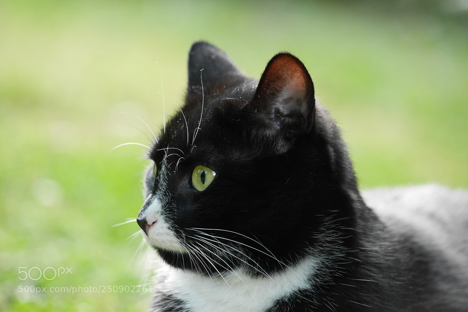 Panasonic Lumix DMC-GX7 sample photo. Katzen photography
