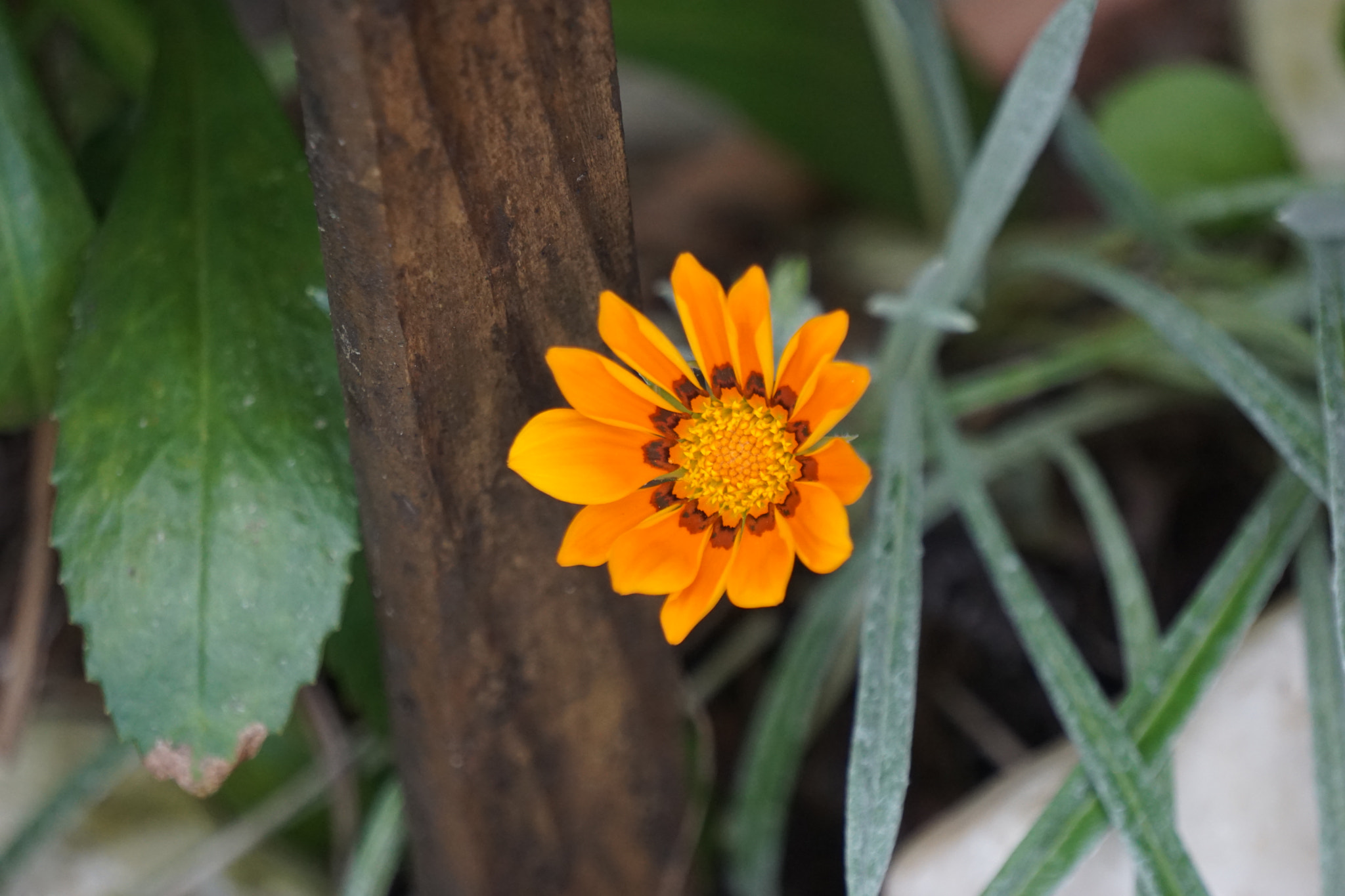 Sony E 55-210mm F4.5-6.3 OSS sample photo. Flower photography