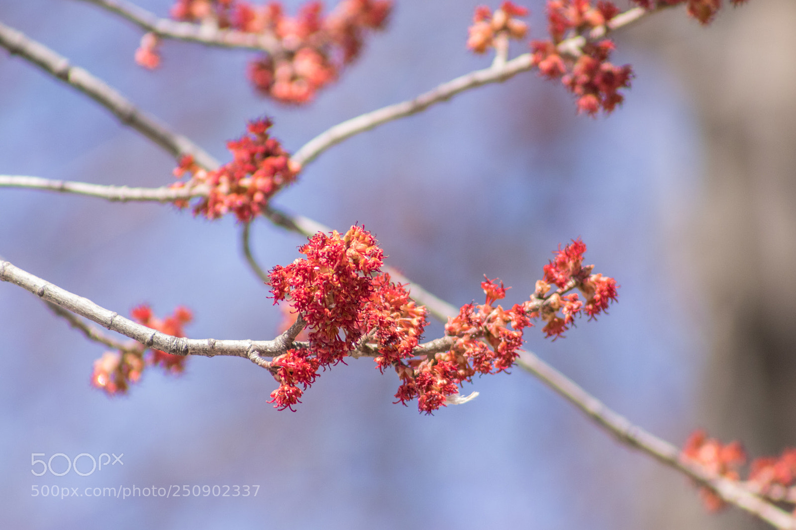 Canon EOS 77D (EOS 9000D / EOS 770D) sample photo. Spring 2018 photography