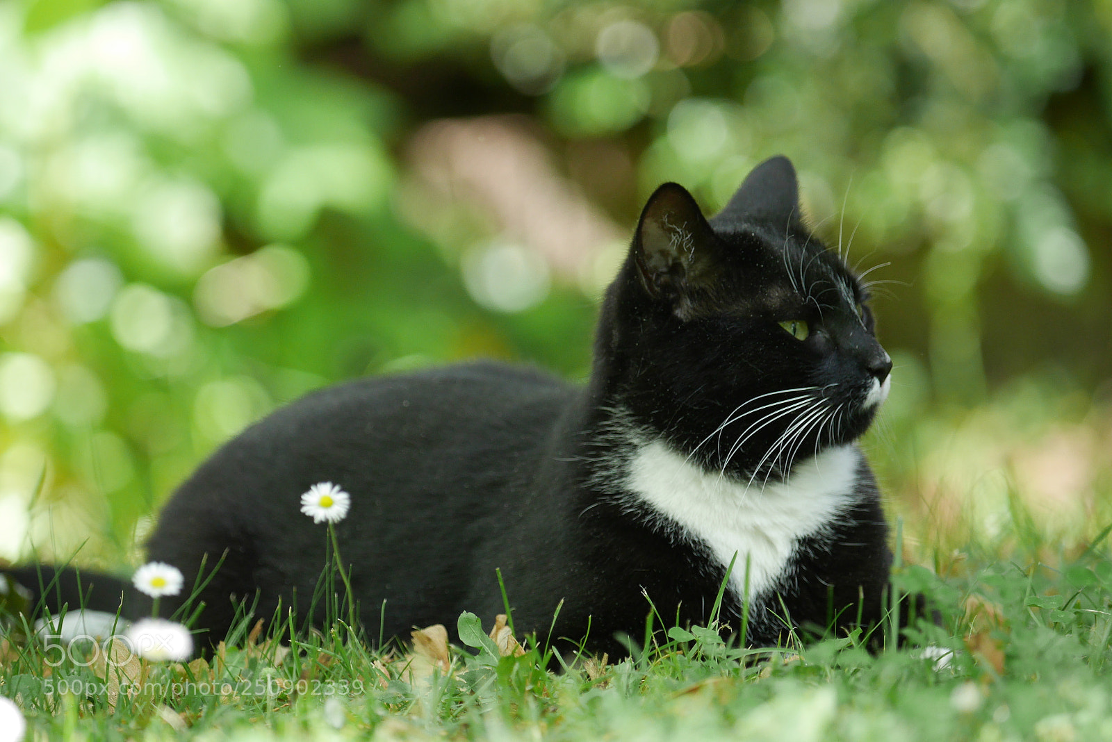 Panasonic Lumix DMC-GX7 sample photo. Katzen photography