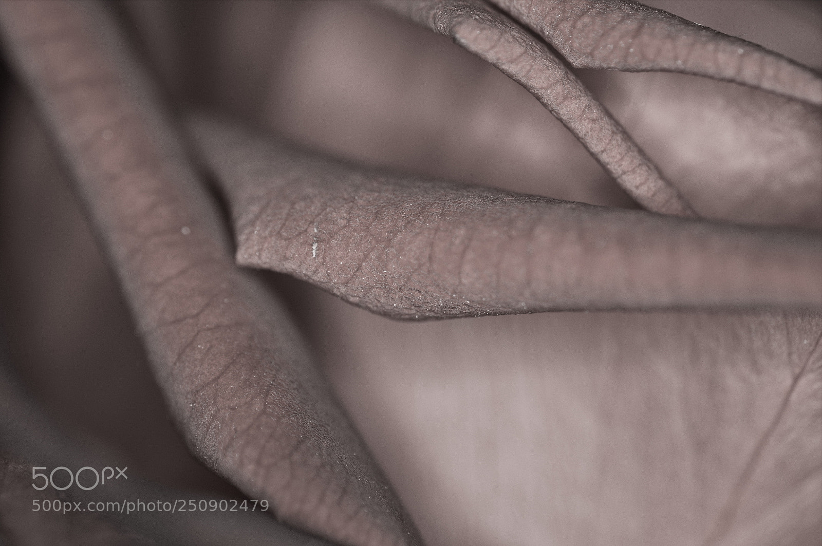 Nikon D90 sample photo. Rosedetail photography