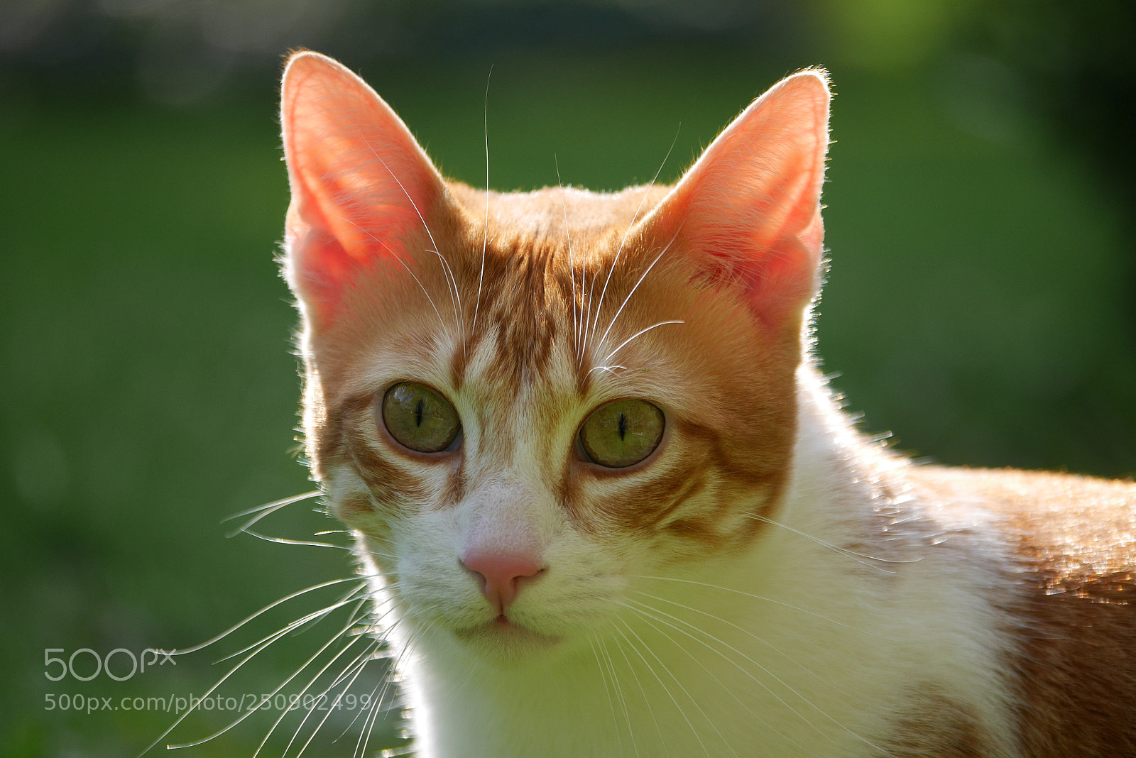 Panasonic Lumix DMC-GX7 sample photo. Katzen photography