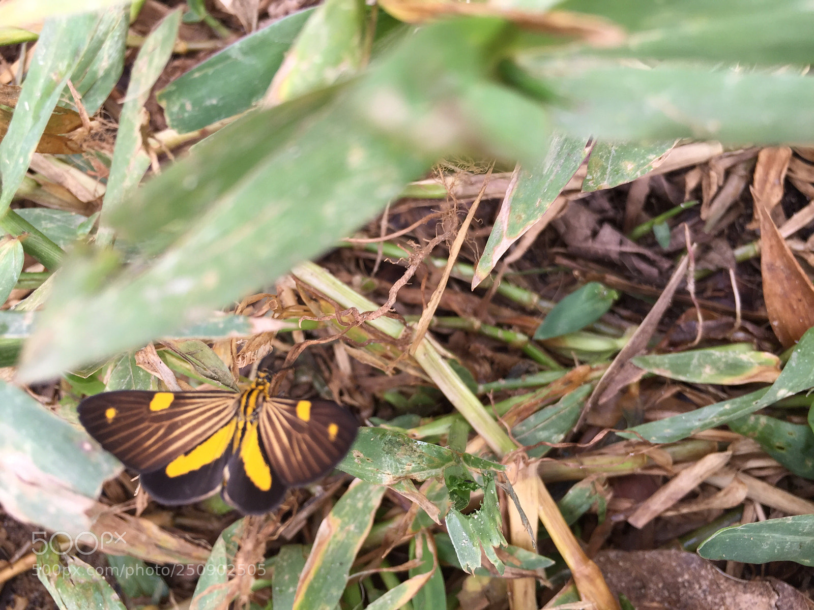 Apple iPhone 6 sample photo. Borboleta photography