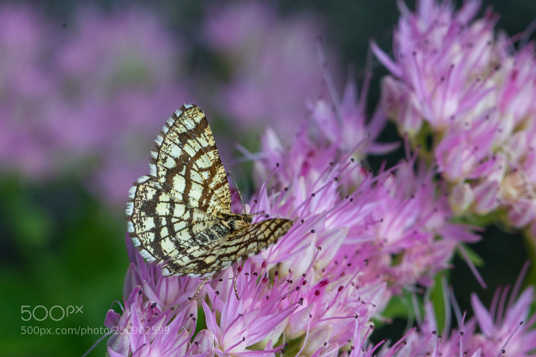 Canon EOS 5D Mark II sample photo. Small butterfly photography