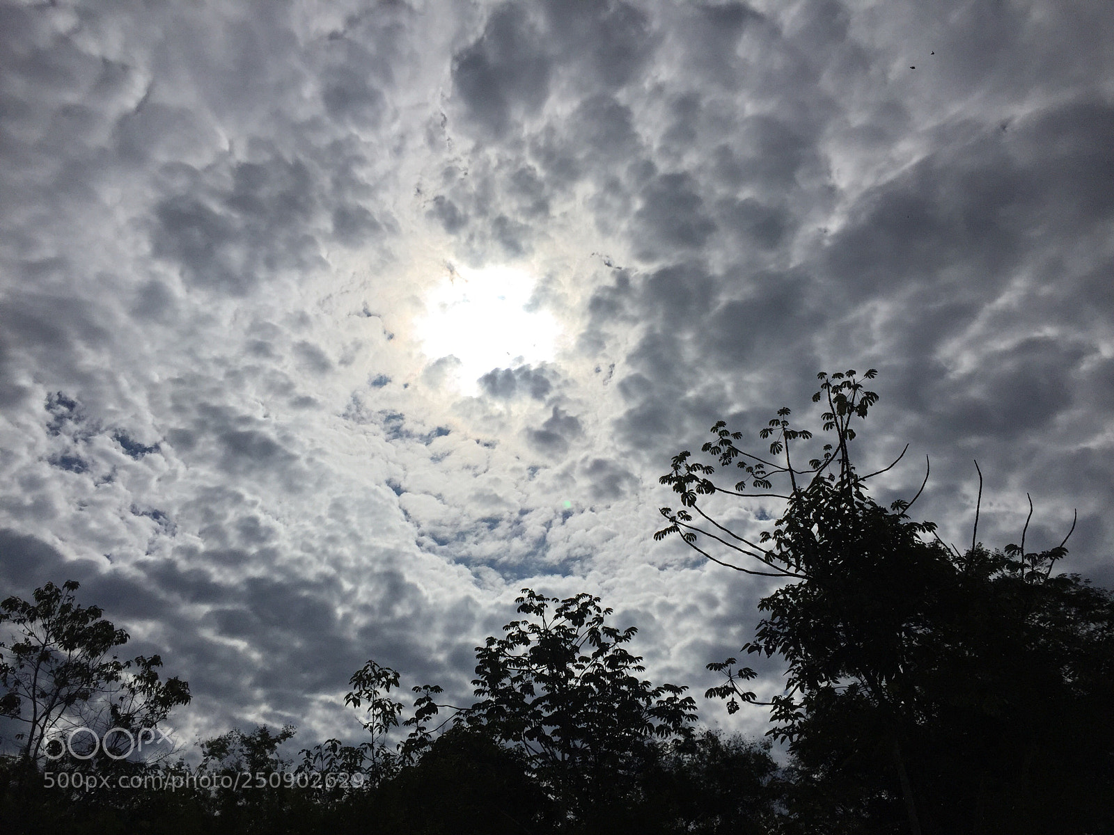 Apple iPhone 6 sample photo. Untitled photography
