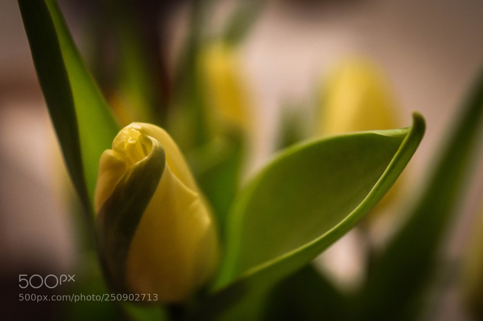 Nikon D5500 sample photo. Yellow petals photography