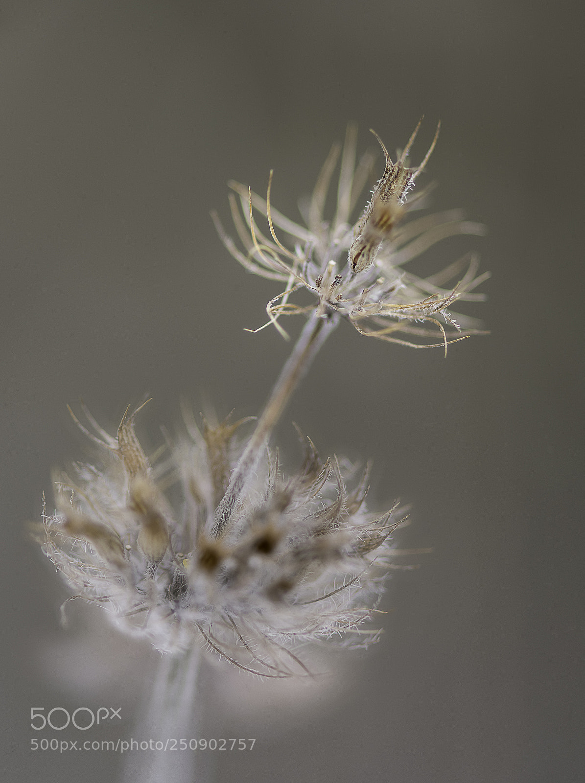 Nikon D5200 sample photo. Spring is rizing photography