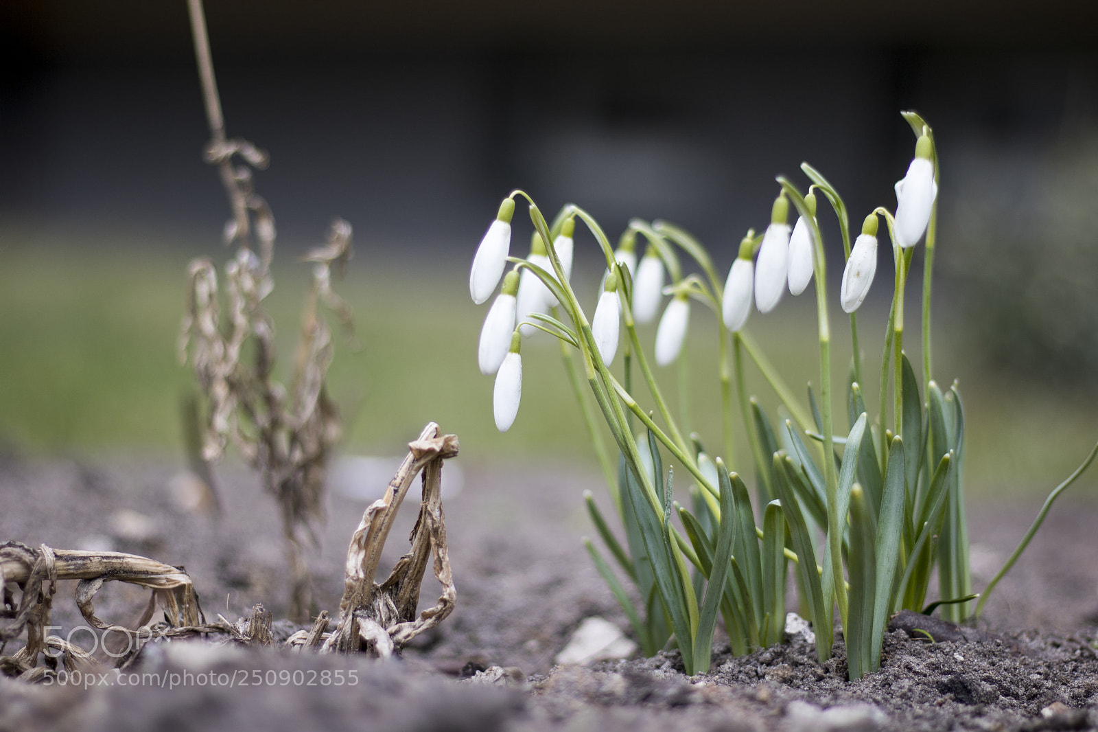 Canon EOS 760D (EOS Rebel T6s / EOS 8000D) sample photo. Spring flowers photography
