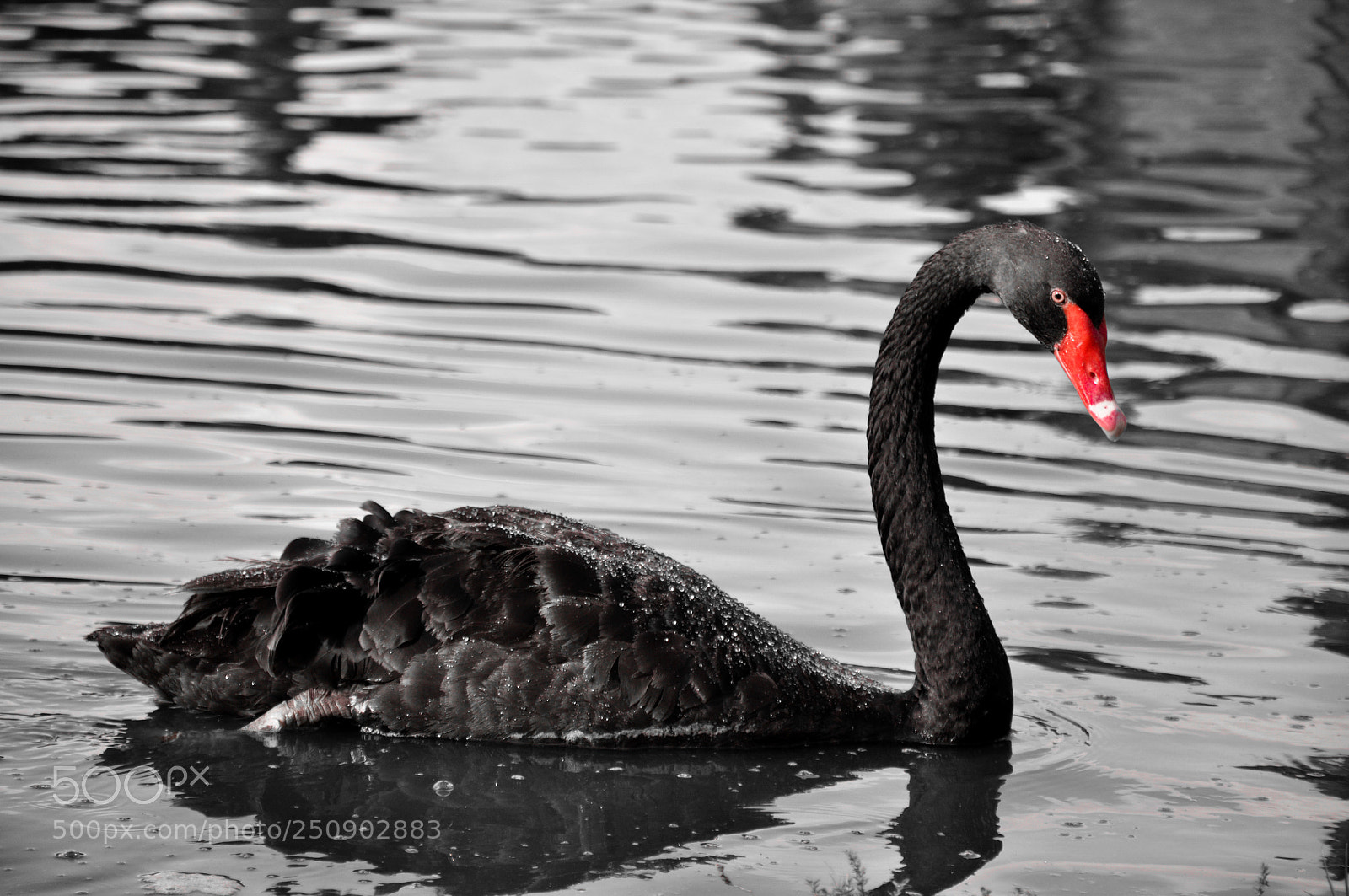 Nikon D90 sample photo. Black swan from dark photography