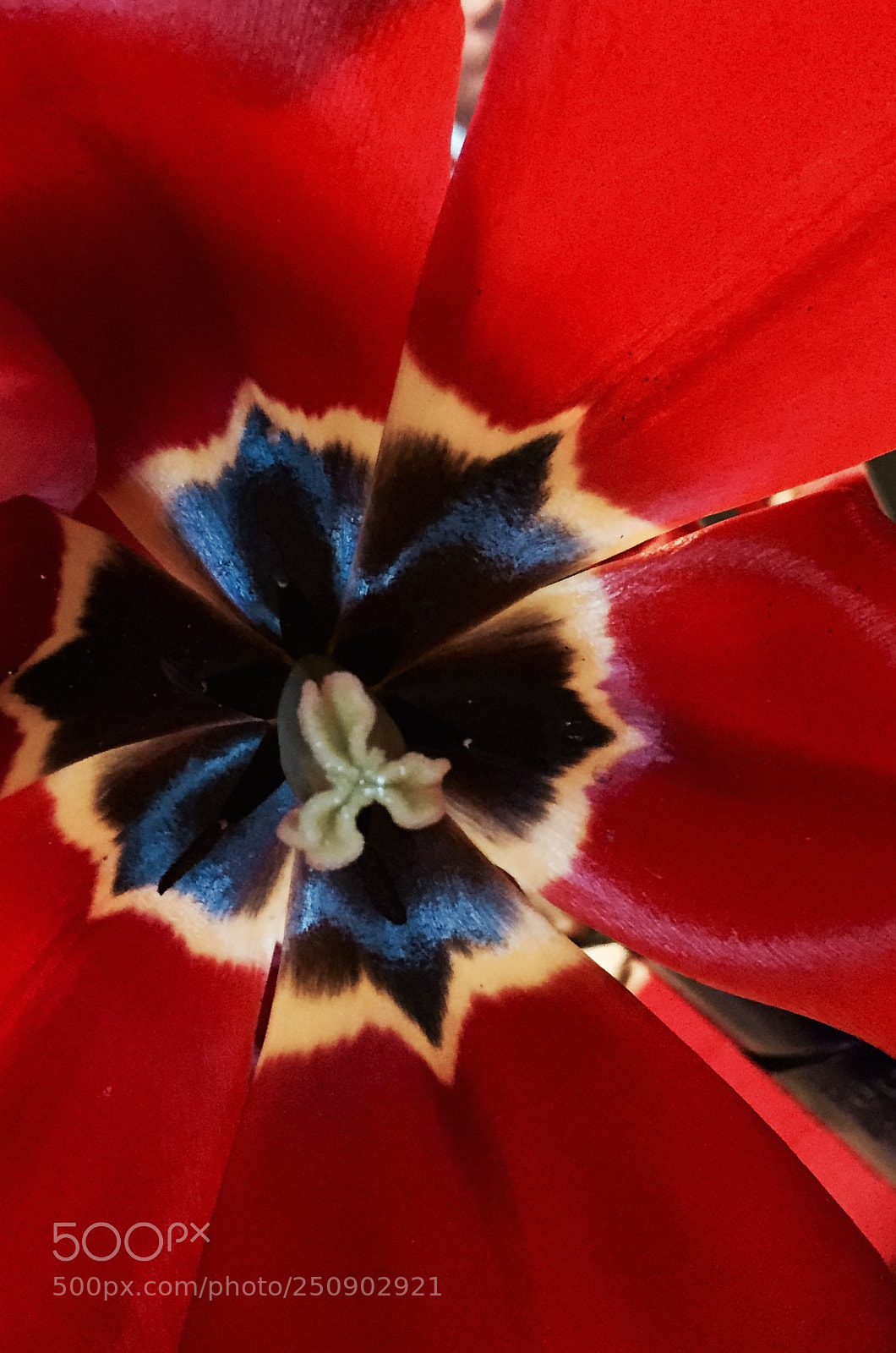 Apple iPhone 6 sample photo. Tulip red photography