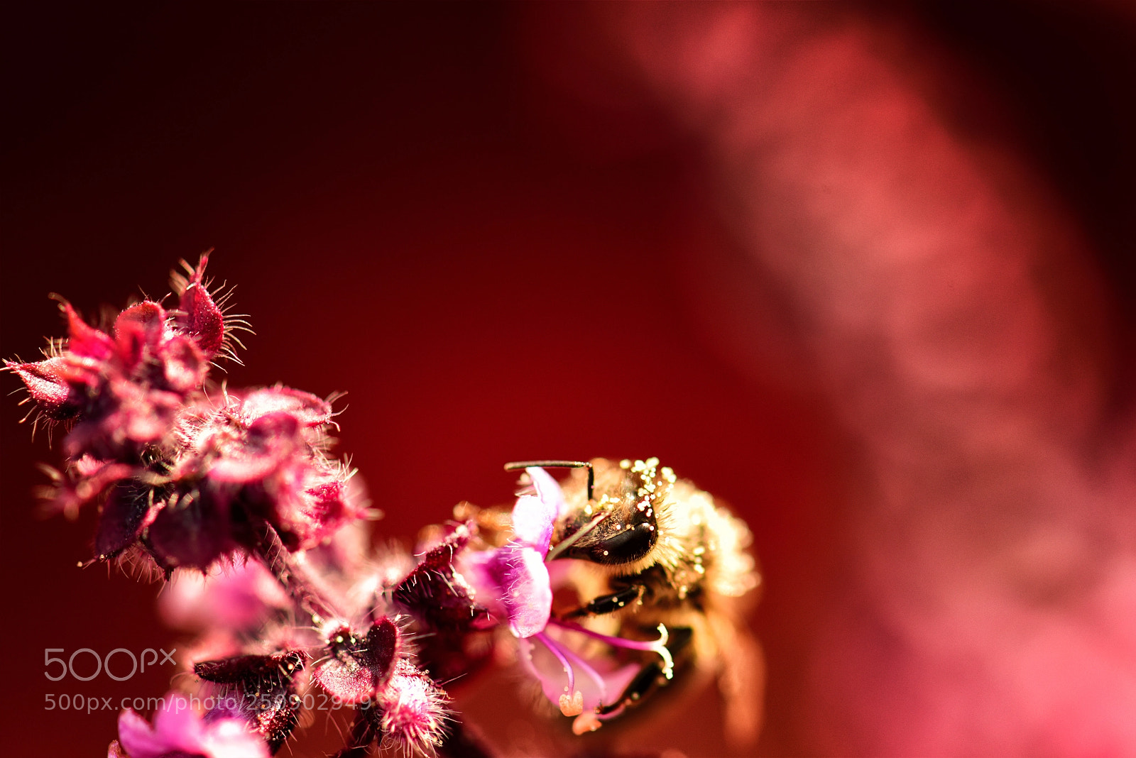 Nikon D810 sample photo. * photography