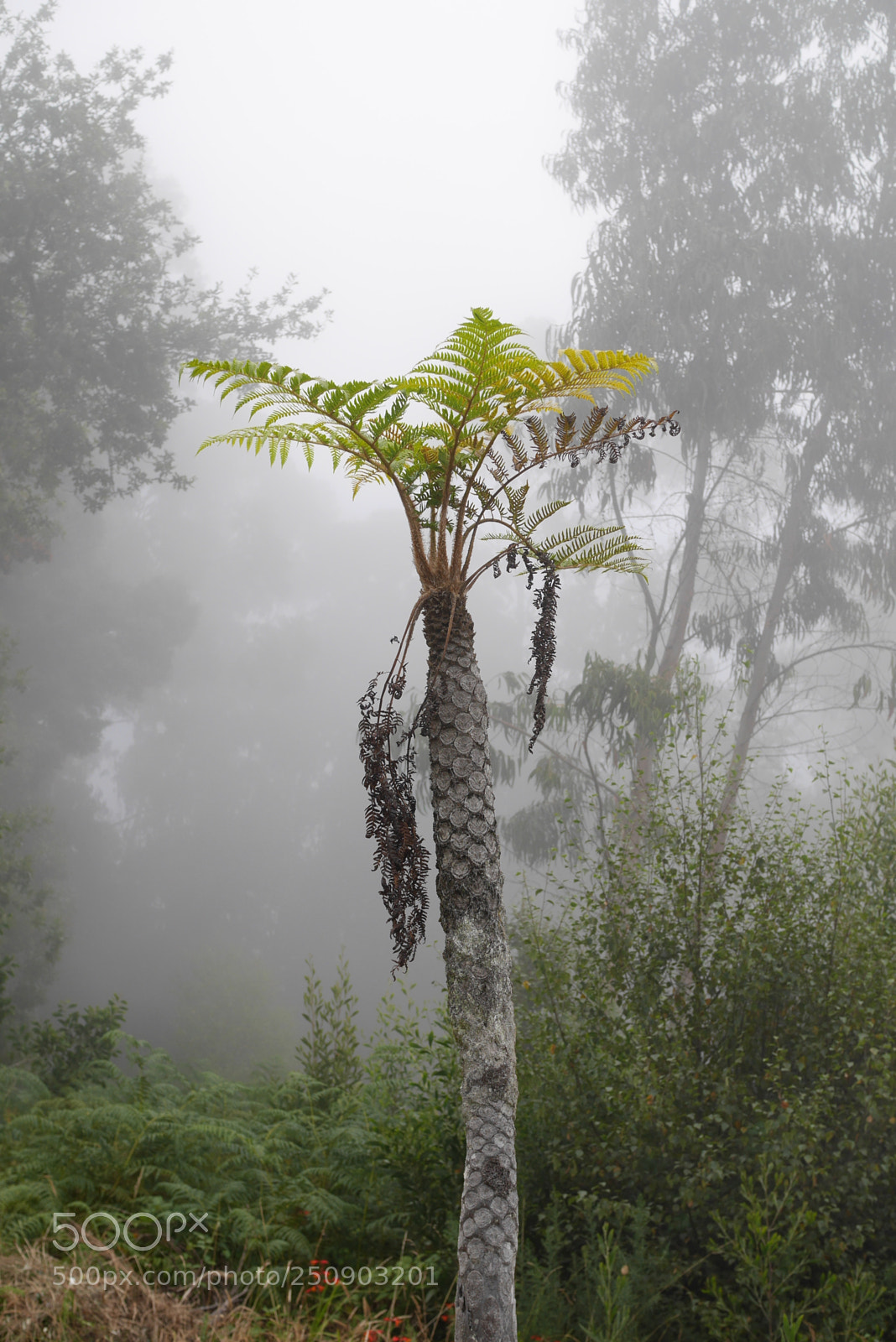Panasonic Lumix DMC-GX7 sample photo. Madeira photography