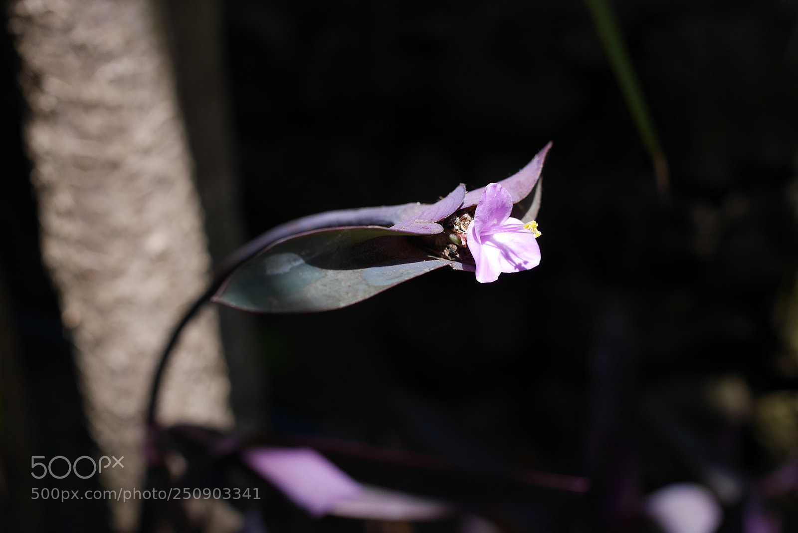 Panasonic Lumix DMC-GX7 sample photo. Madeira photography