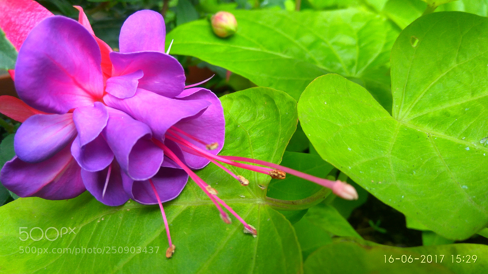 Xiaomi Redmi Note3 sample photo. Untitled photography