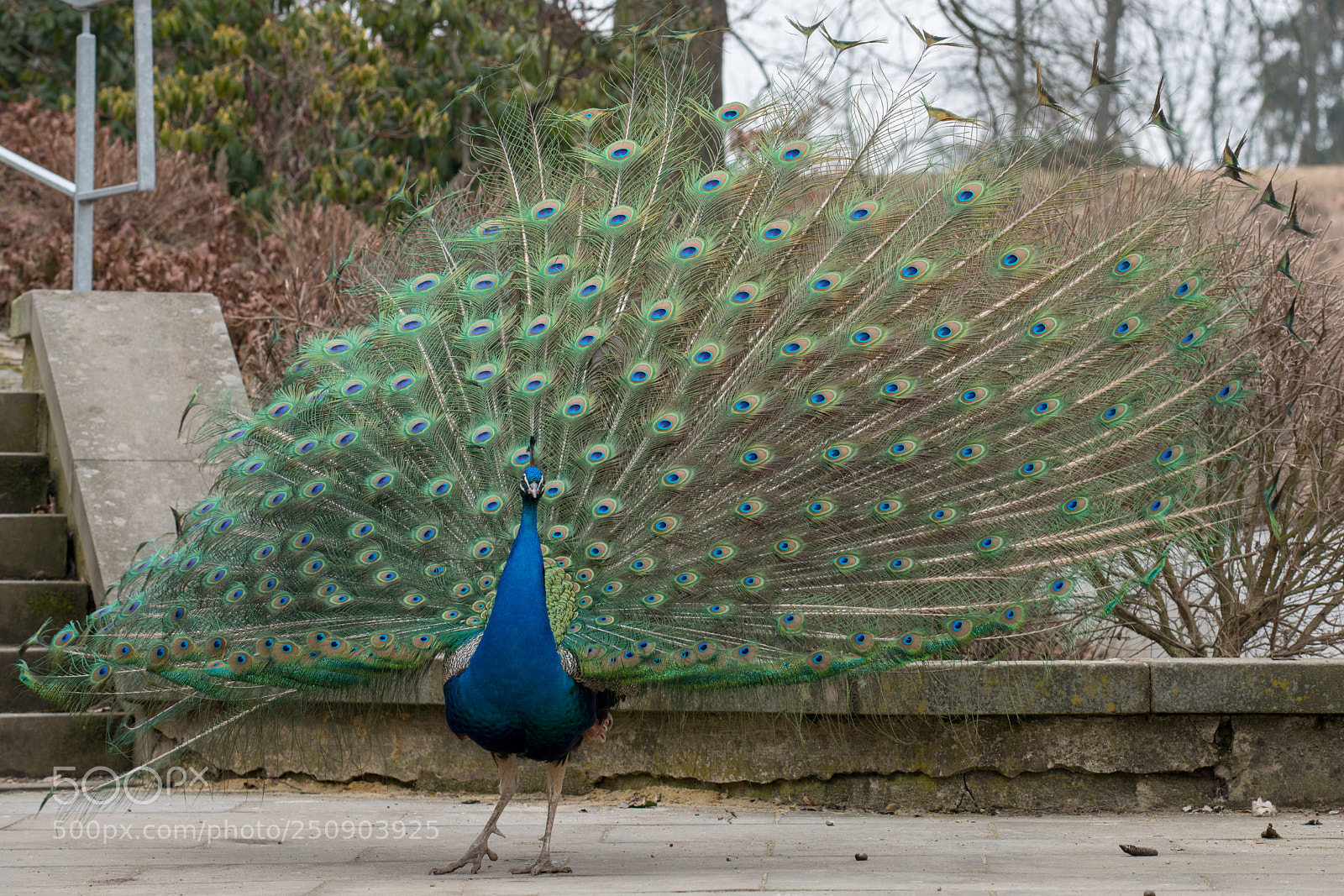 Nikon D850 sample photo. Peacock photography