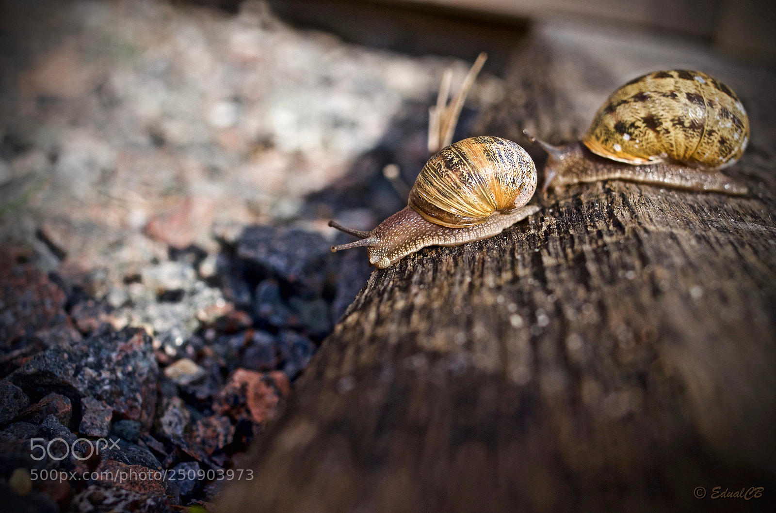 Pentax K-5 sample photo. Snails photography