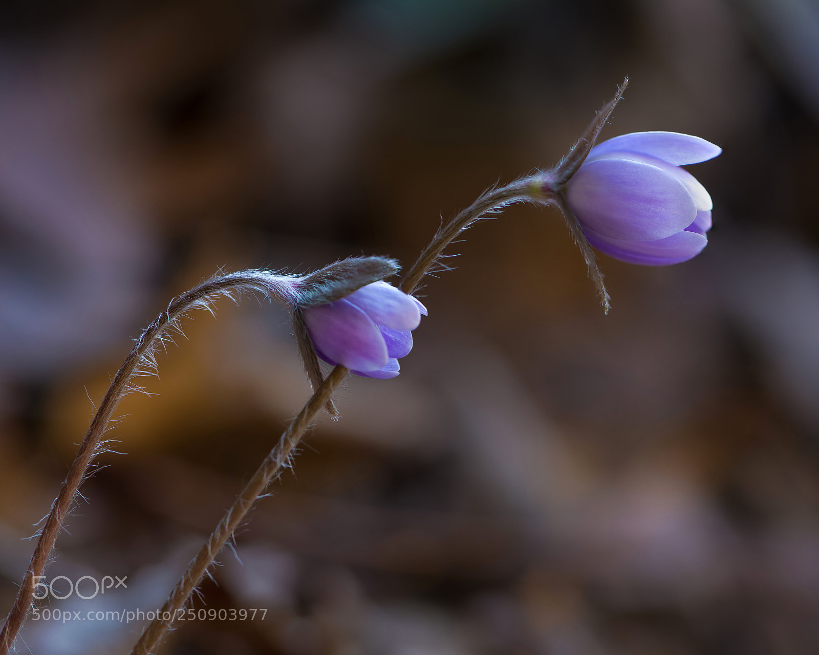 Nikon D850 sample photo. Pink hepatica photography