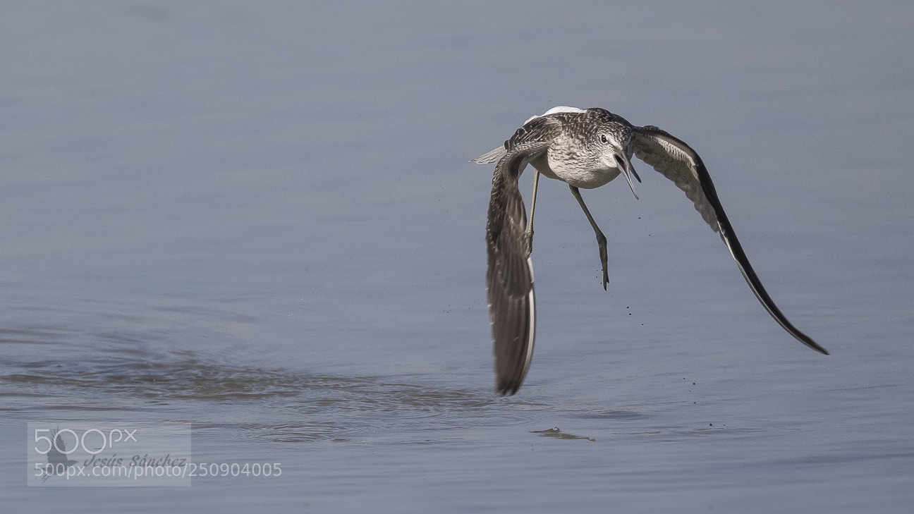 Canon EOS 7D Mark II sample photo. Archibebe claro (tringa nebularia) photography