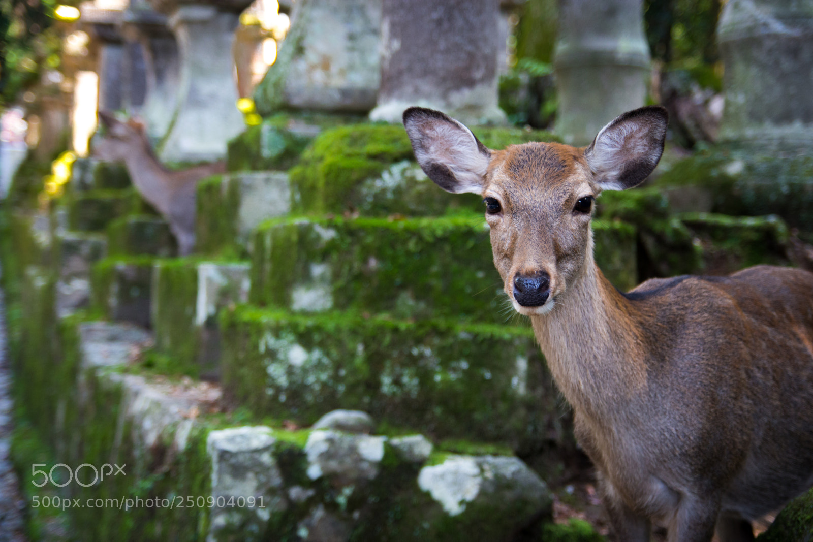 Canon EOS 700D (EOS Rebel T5i / EOS Kiss X7i) sample photo. Sikka deer - s.sinnott photography