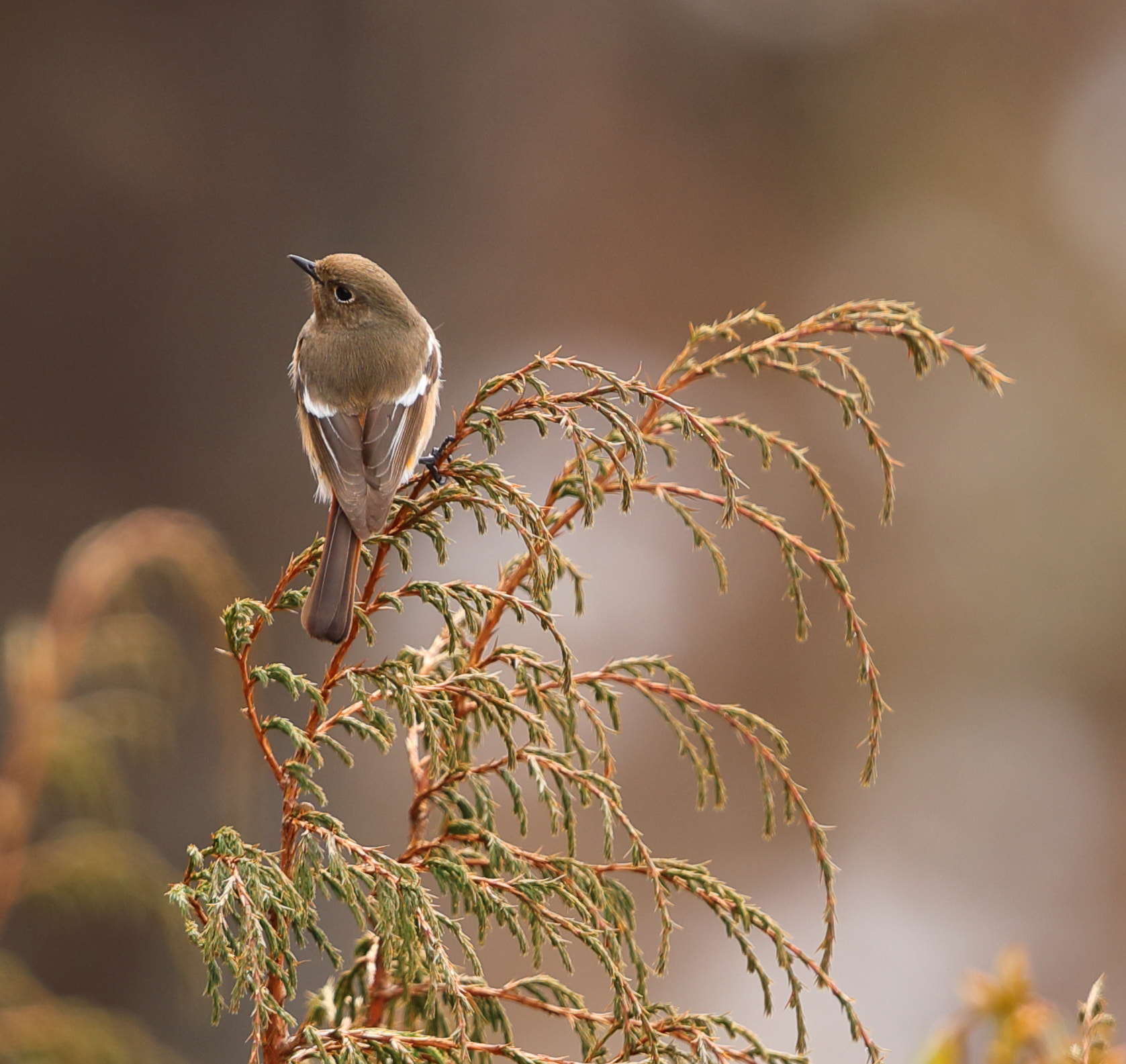 Canon EOS 5D Mark IV + Canon EF 500mm F4L IS II USM sample photo. Black redstart - female photography