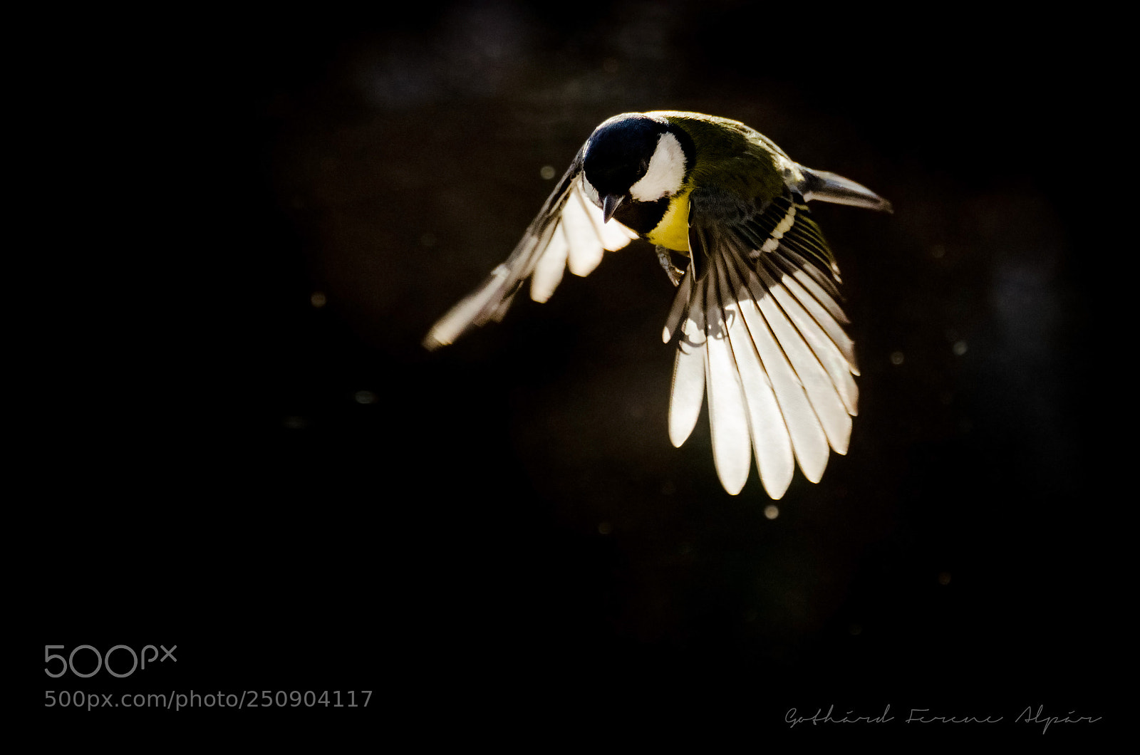 Nikon D7000 sample photo. Great tit (parus major) photography