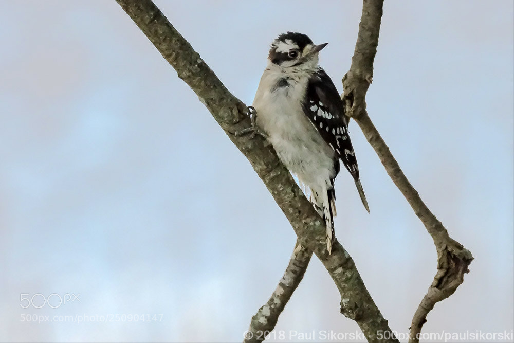 Nikon D500 sample photo. Downy woodpecker on tree photography