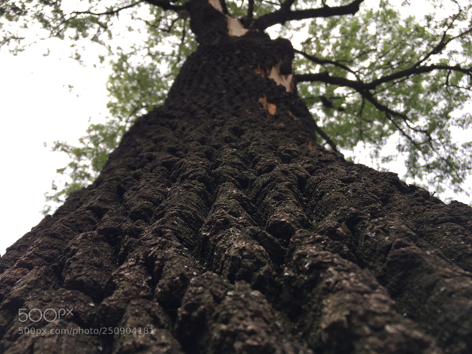 Apple iPhone 6s sample photo. Untitled photography