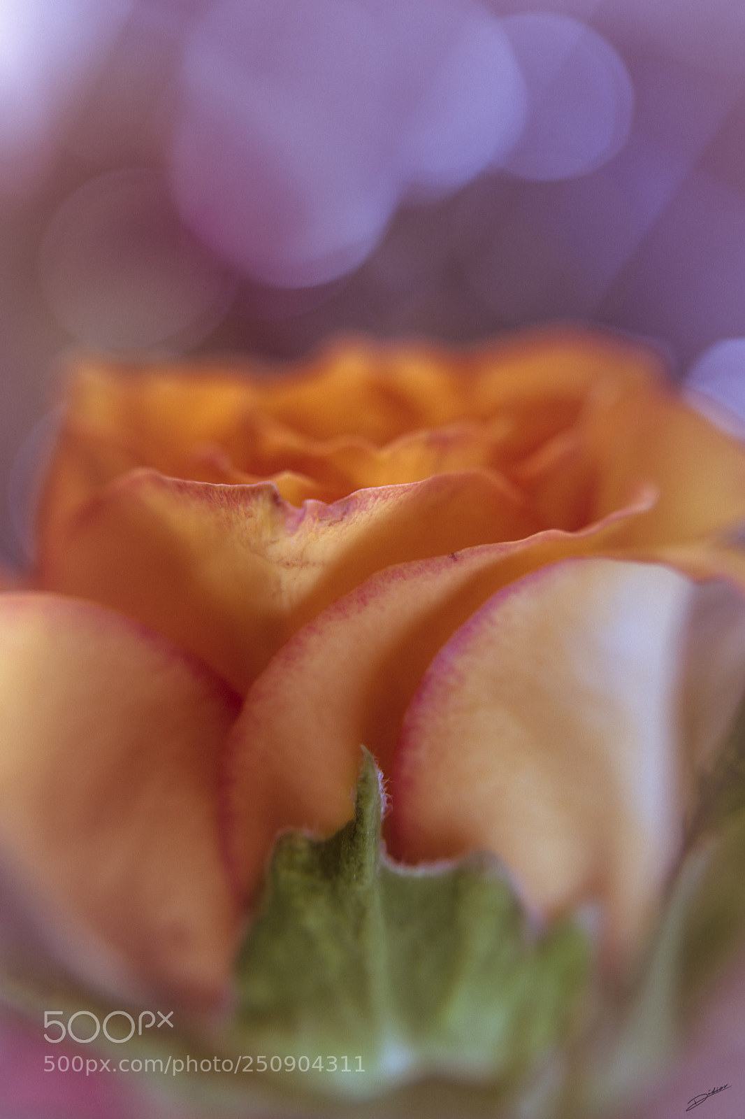 Nikon D5500 sample photo. *** ma rose *** photography