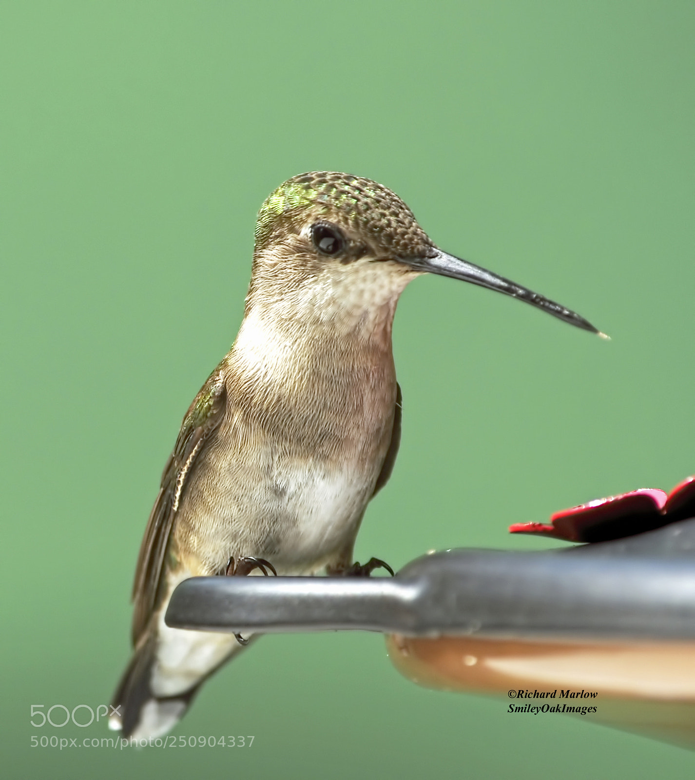 Nikon D5000 sample photo. Hummingbird photography