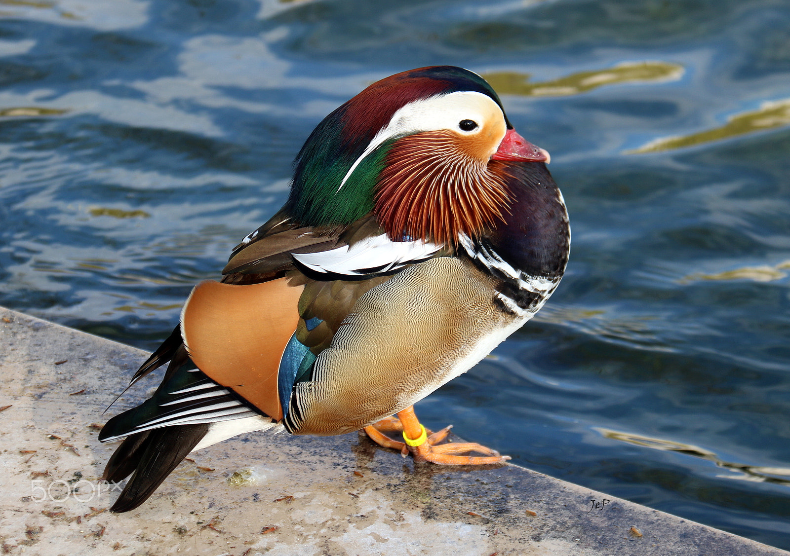 Canon EOS 760D (EOS Rebel T6s / EOS 8000D) sample photo. Mandarin duck (solin, croatia) photography