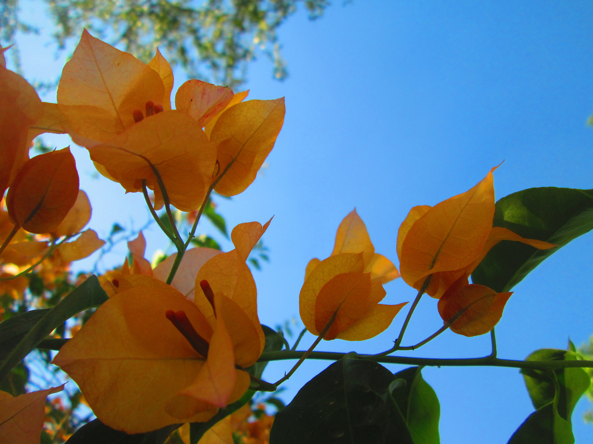 Canon PowerShot A2300 sample photo. Orange blossom photography