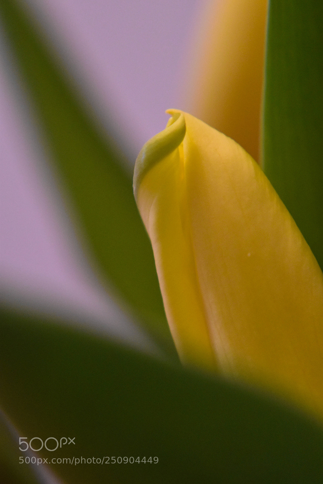Nikon D5500 sample photo. Tulip photography