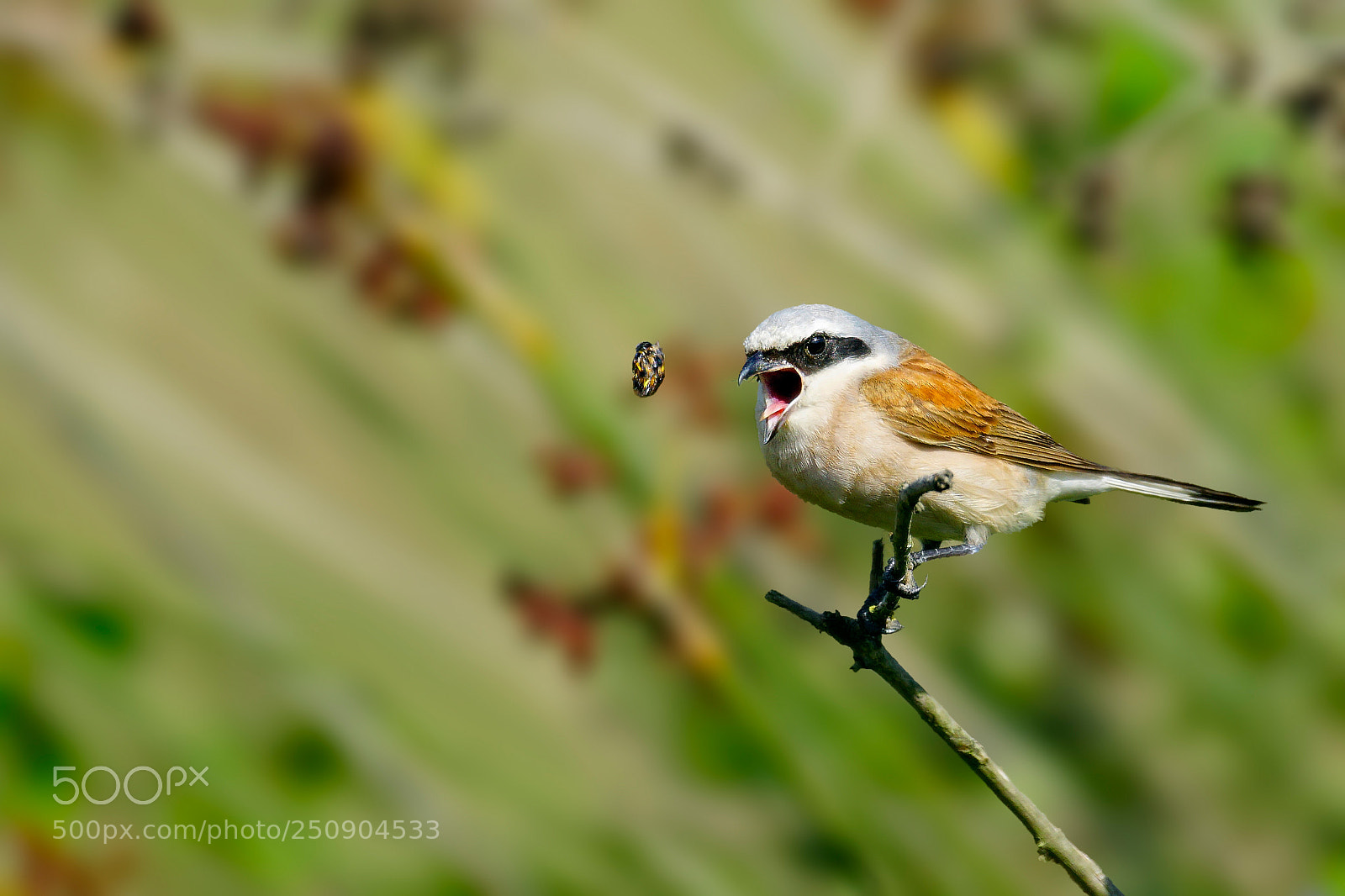 Sony ILCA-77M2 sample photo. Red-backed shrike/lanius collurio photography
