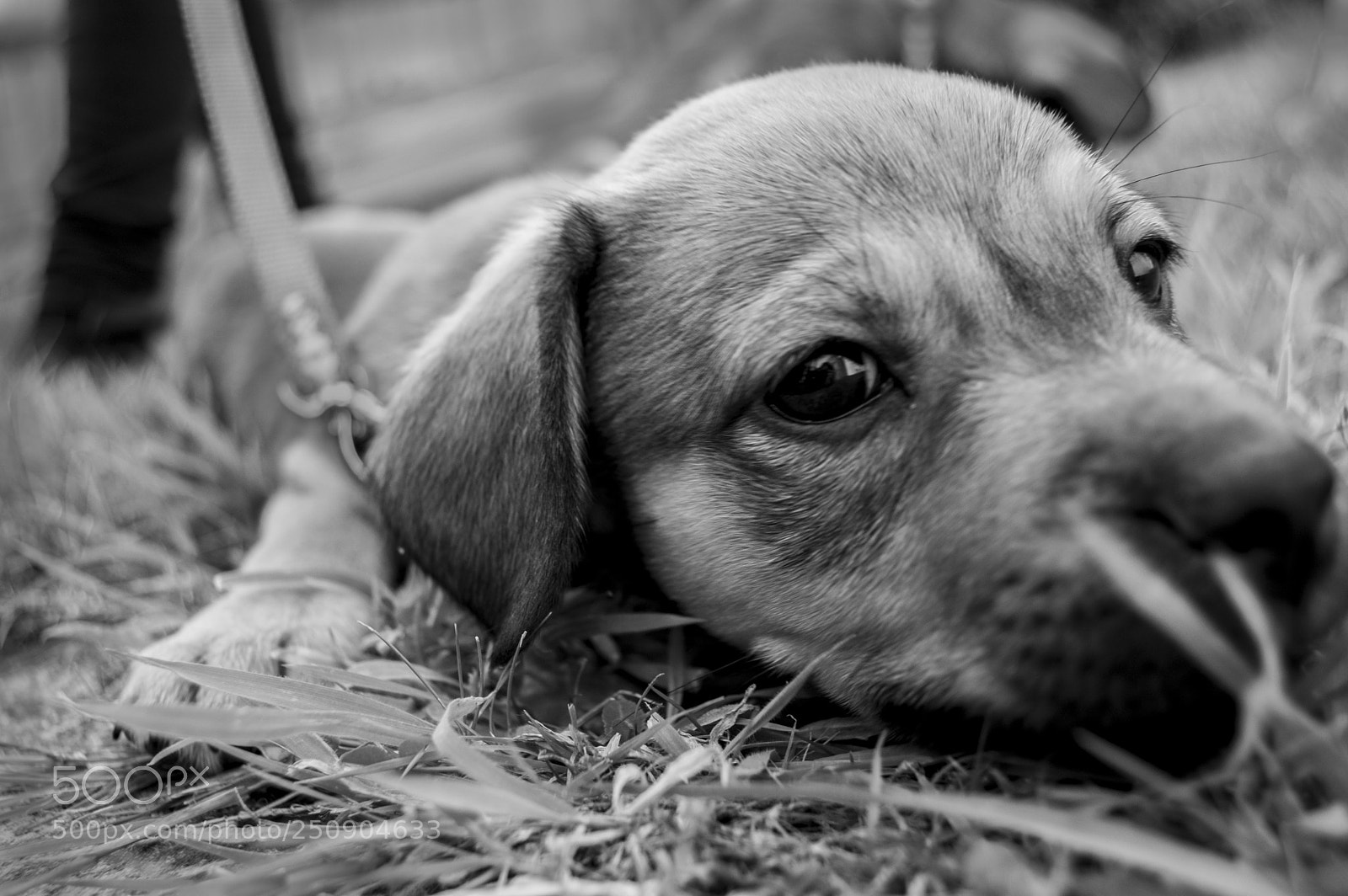 Nikon D3200 sample photo. Bfebo photography