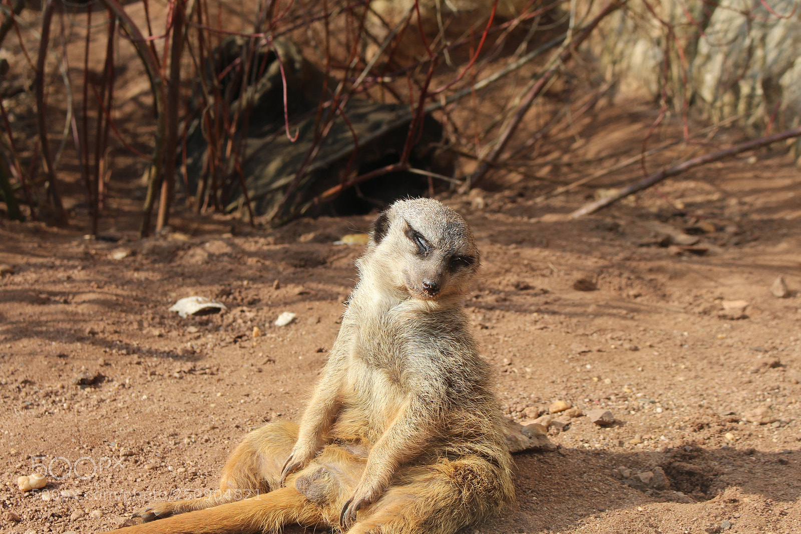 Canon EOS 700D (EOS Rebel T5i / EOS Kiss X7i) sample photo. Chillen in der sonne.... photography