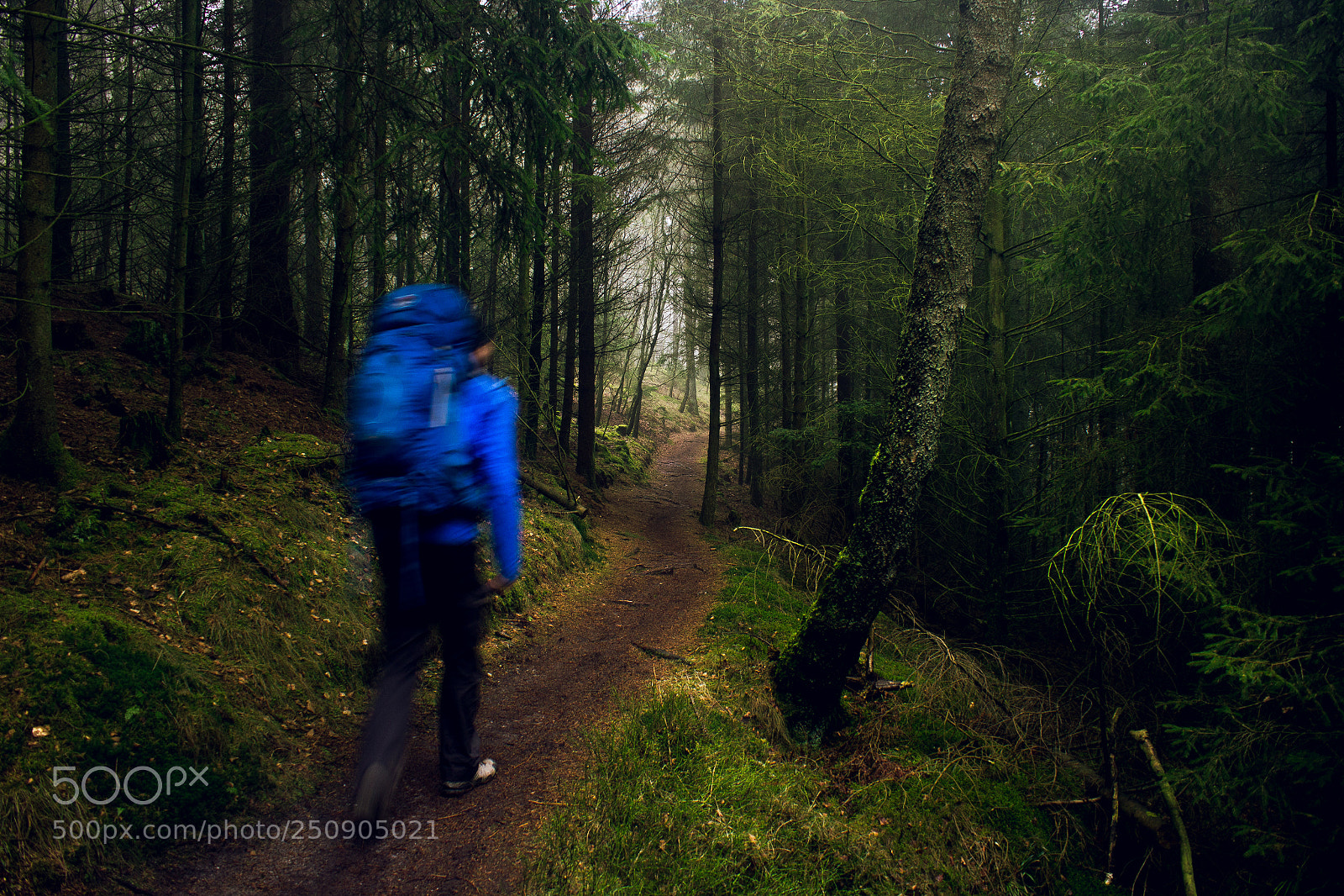 Canon EOS 600D (Rebel EOS T3i / EOS Kiss X5) sample photo. Woodland photography