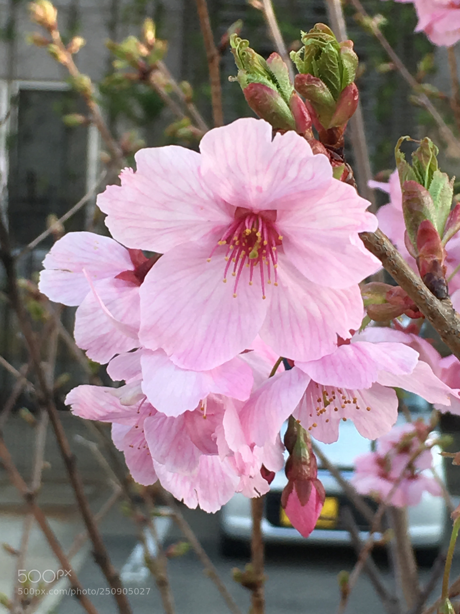 Apple iPhone 6s Plus sample photo. Spring2018 flowers photography